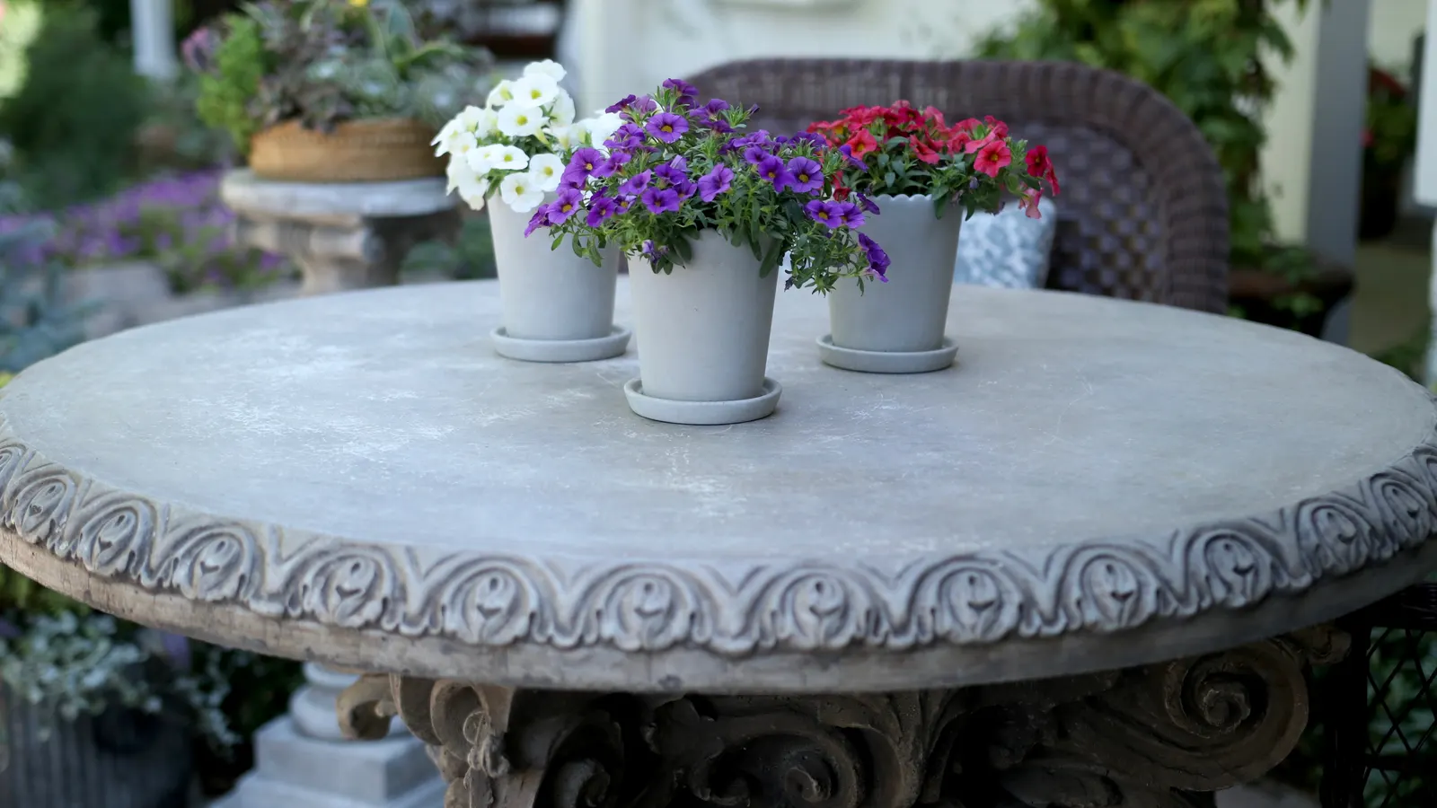 Grape Punch™ II Calibrachoa — the flowers appear in generous waves from planting until hard frost; or other jewel-toned annuals
