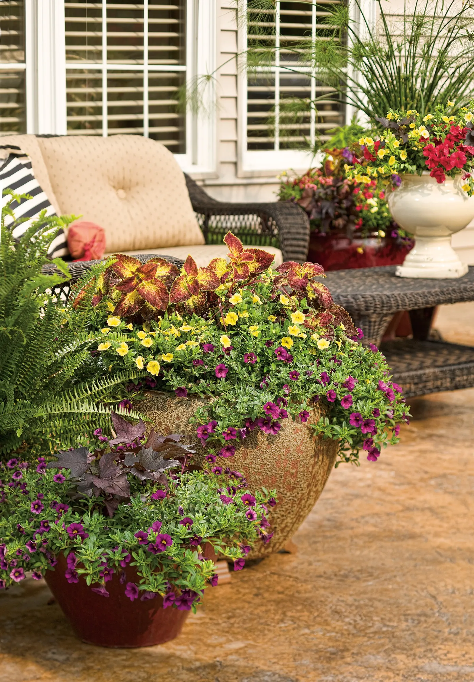 Grape Punch™ II Calibrachoa — where its dark-centered purple blooms pair beautifully with chartreuse sweet potato vine