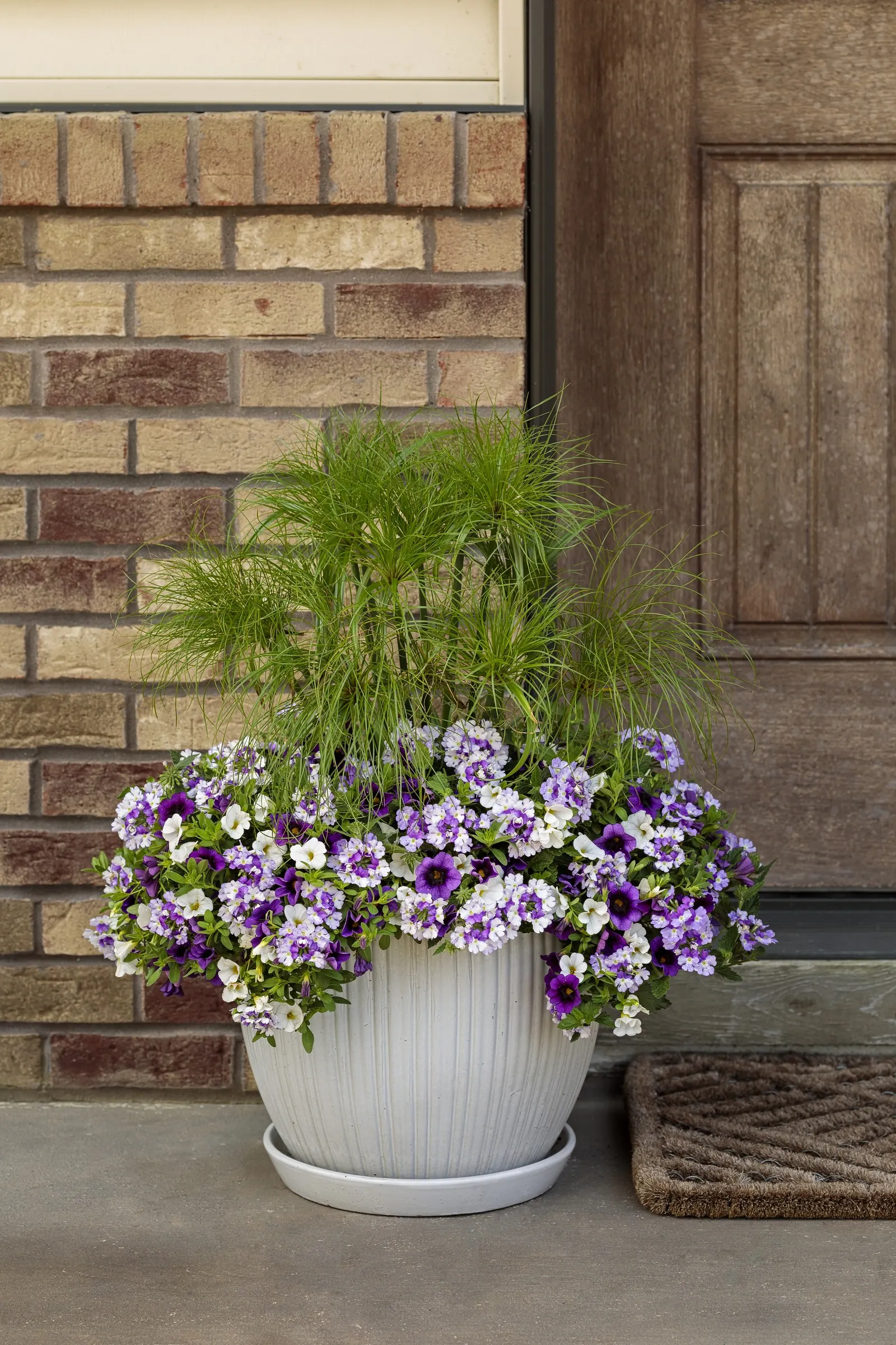 Grape Punch™ II Calibrachoa — commonly referred to as Grape Punch™ II Calibrachoa