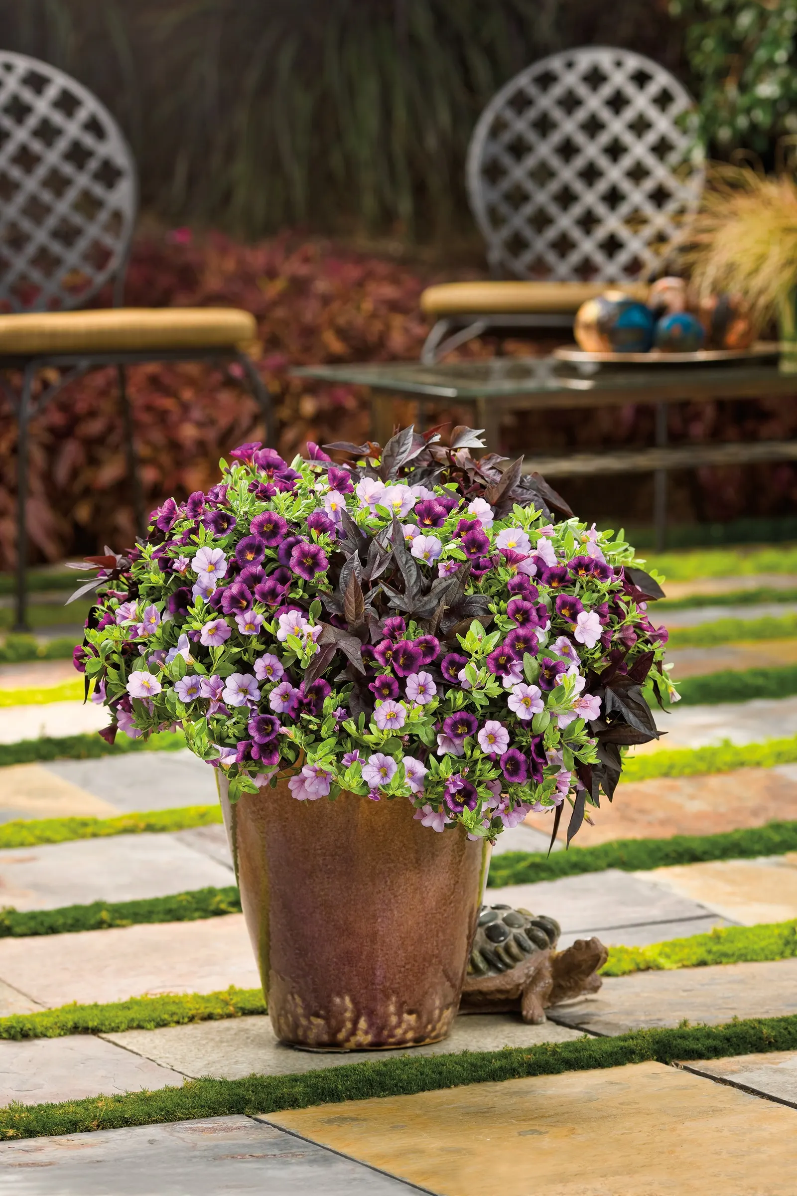 Grape Punch™ II Calibrachoa — the flowers appear in generous waves from planting until hard frost