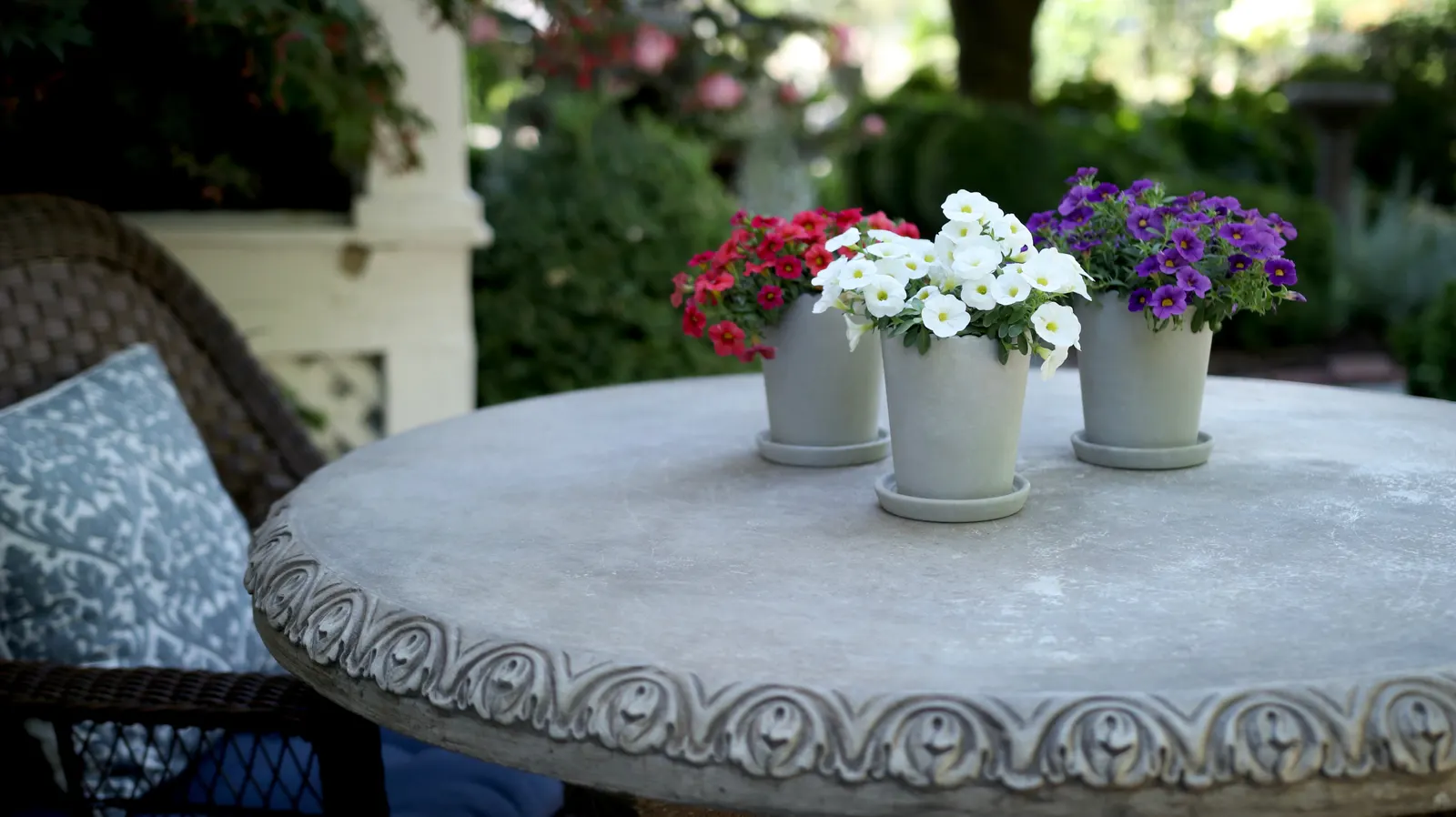 Grape Punch™ II Calibrachoa — commonly referred to as Grape Punch™ II Calibrachoa; it dislikes constantly wet soil