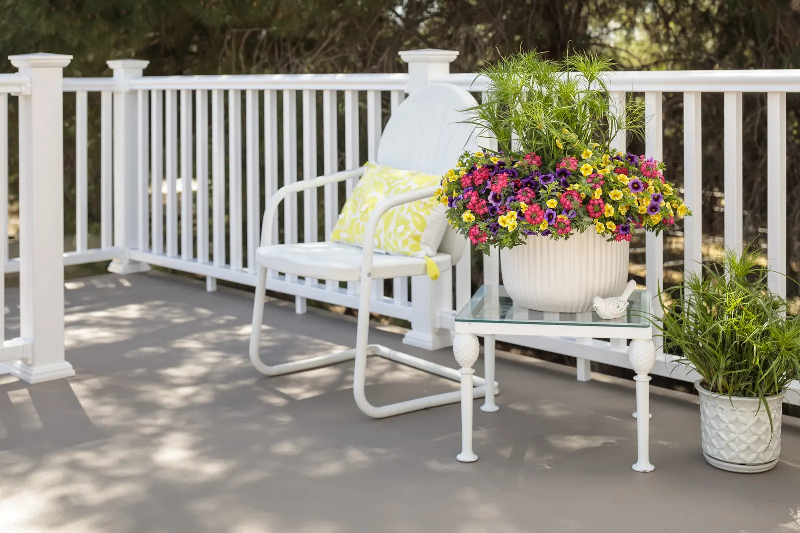 Lemon Slice® Calibrachoa — with enough light to keep flowering abundant and color crisp