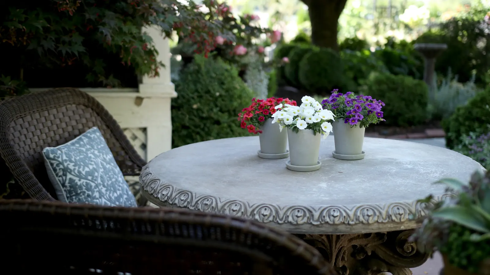 Grape Punch™ II Calibrachoa — Set against fresh green foliage; it dislikes constantly wet soil