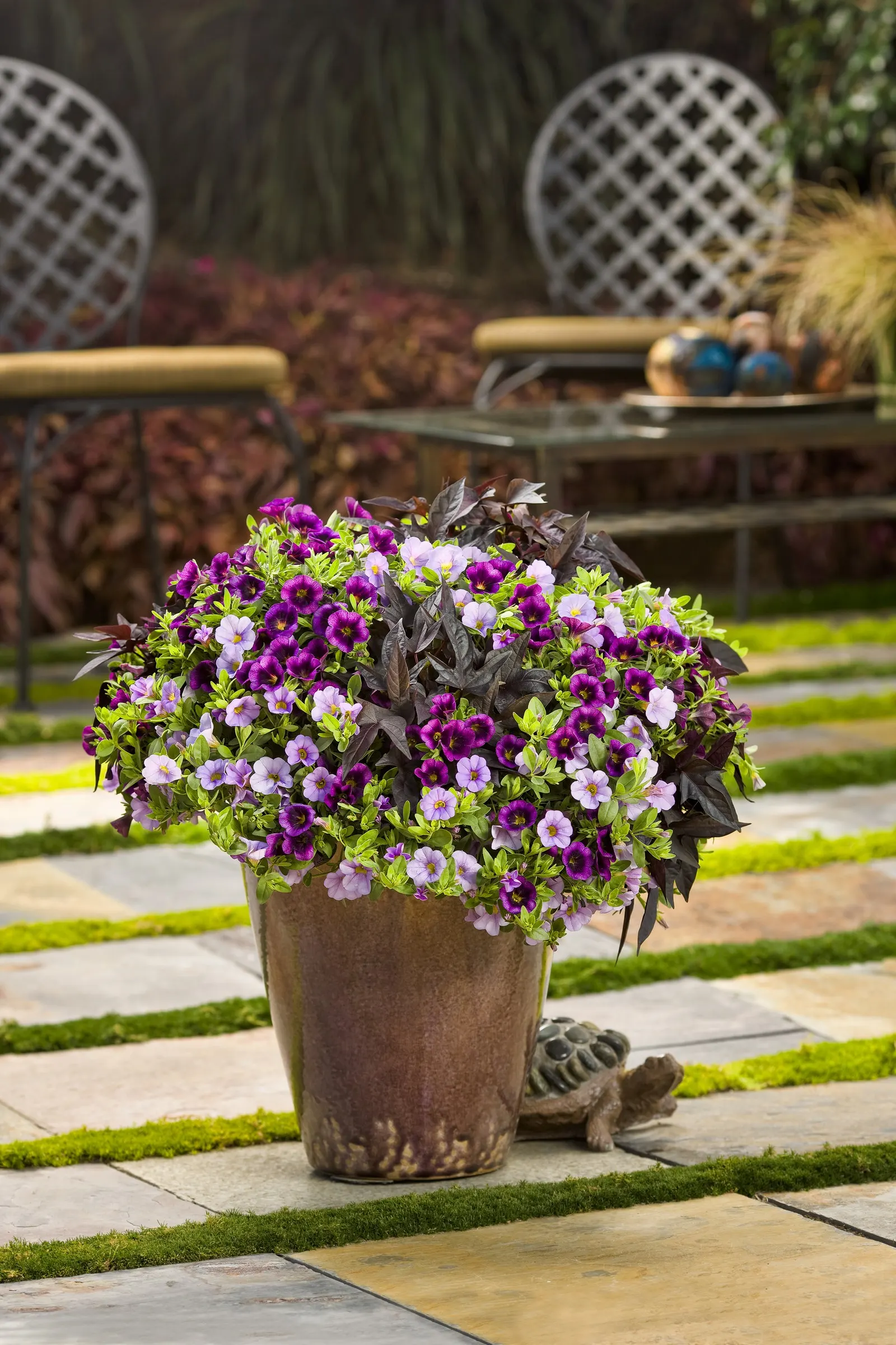 Miss Lilac Calibrachoa — Soft purple blooms with a sunny yellow eye cover this mounding trailing calibrachoa plant