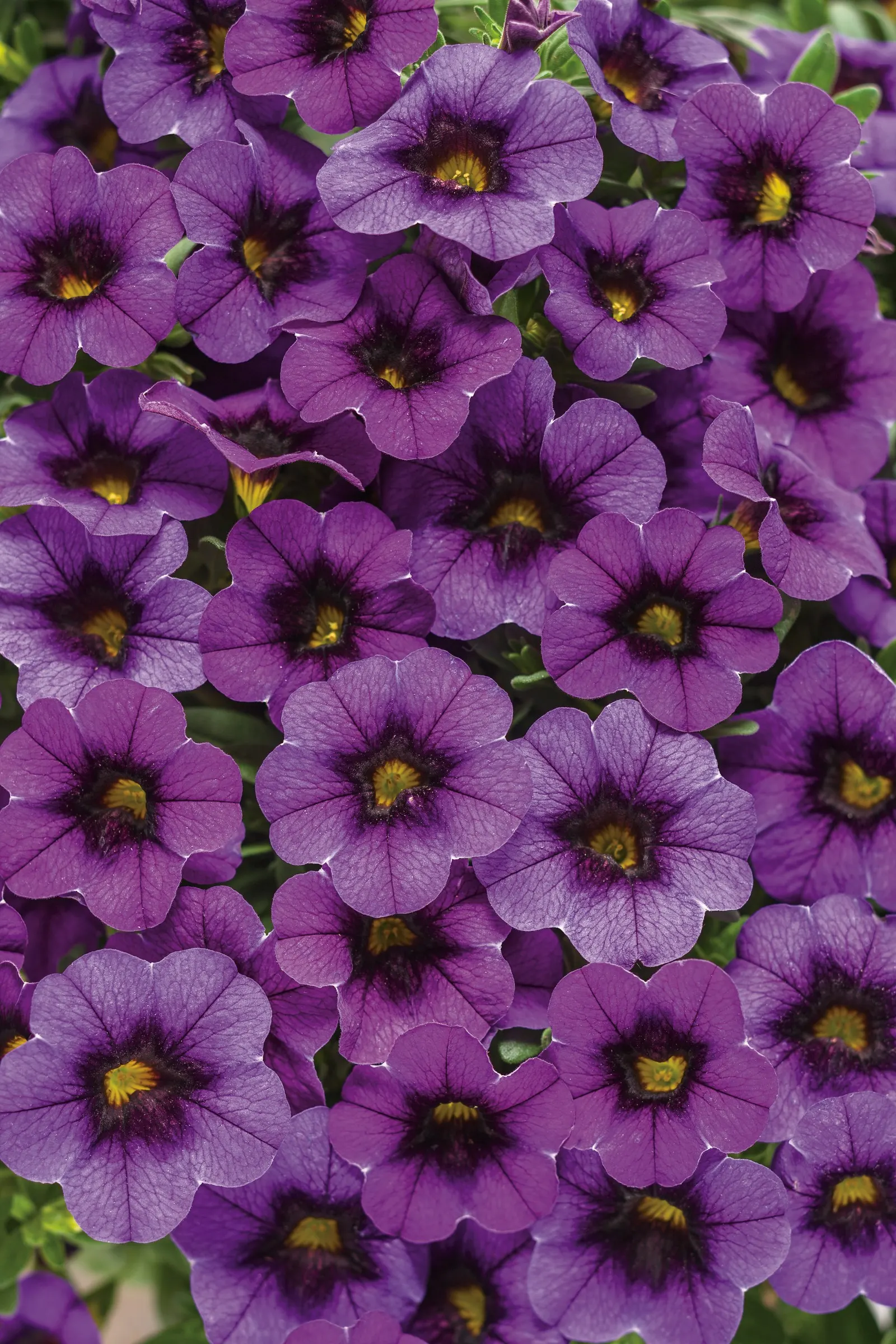 Grape Punch™ II Calibrachoa — polished display without the need for deadheading.<br><br>With a mounding trailing habit; is a richly colored annual from Proven