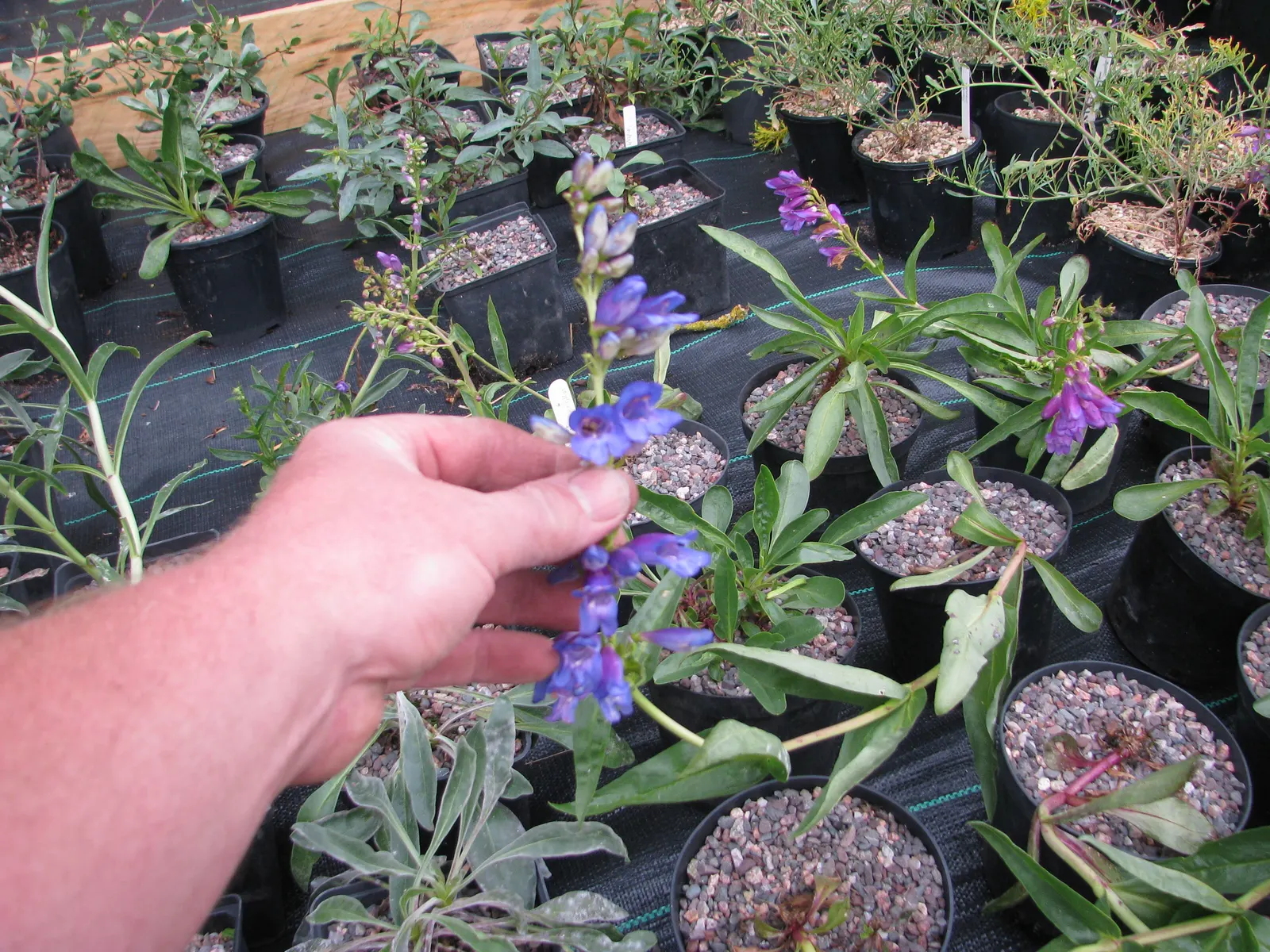 Border Penstemon (Penstemon Hybrids) — When preparing a garden layout
