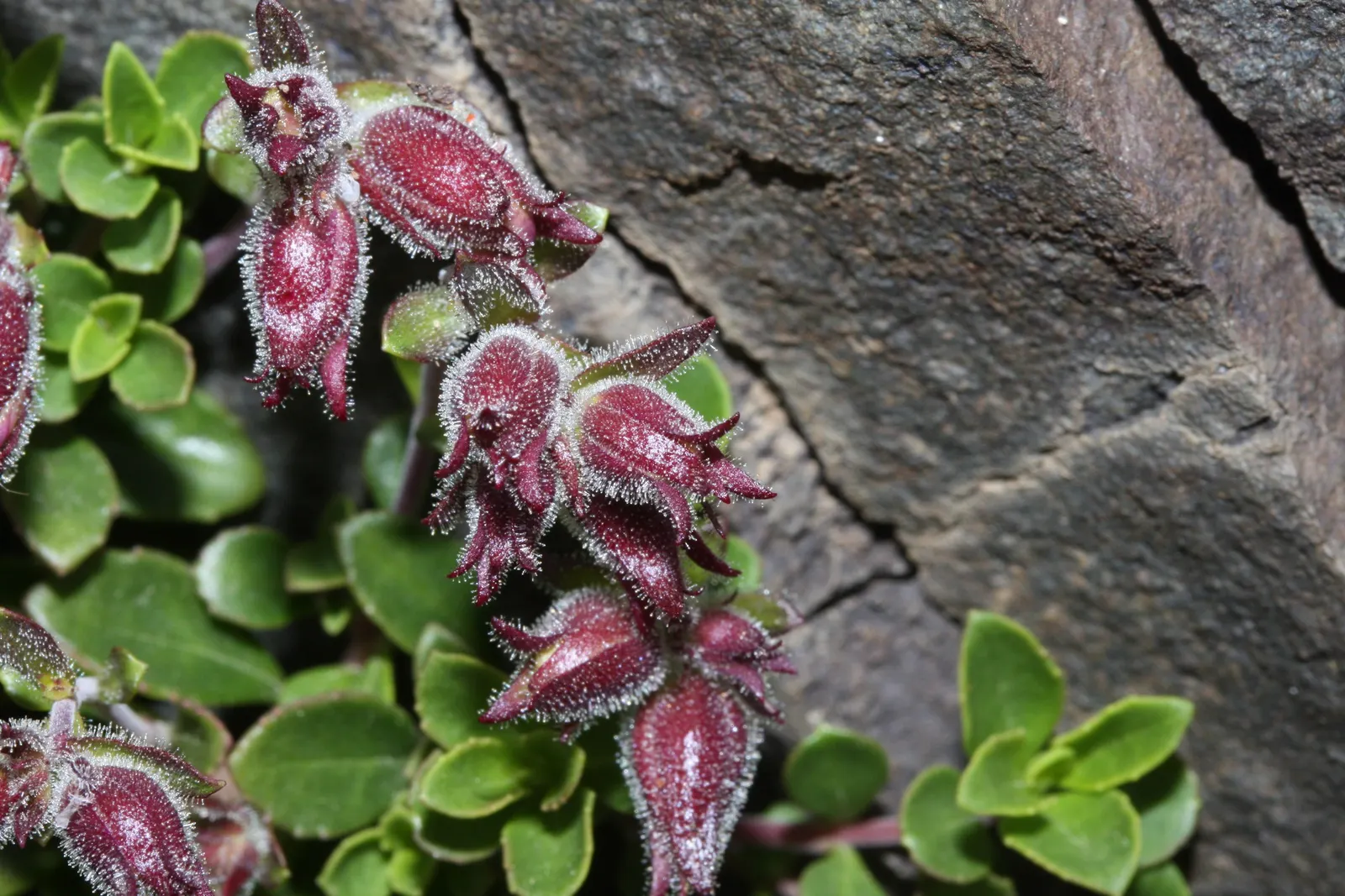 Border Penstemon (Penstemon Hybrids) — be mindful to allow for adequate airflow between plants to reduce the risk of fungal diseases