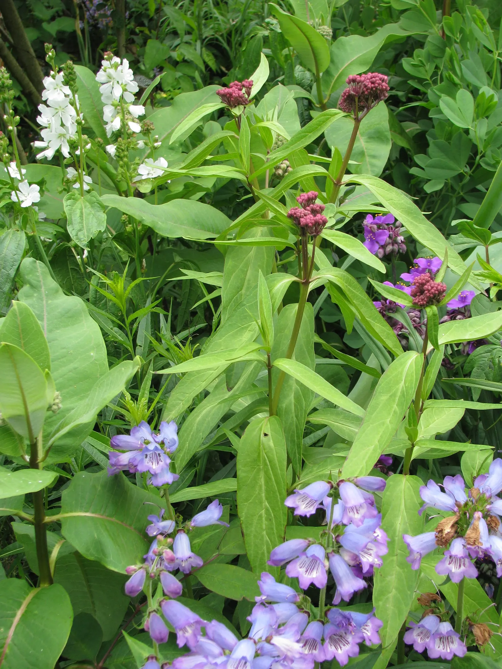 Border Penstemon (Penstemon Hybrids) — Mature plants reach 1-3 ft tall and spread 1-2 ft wide