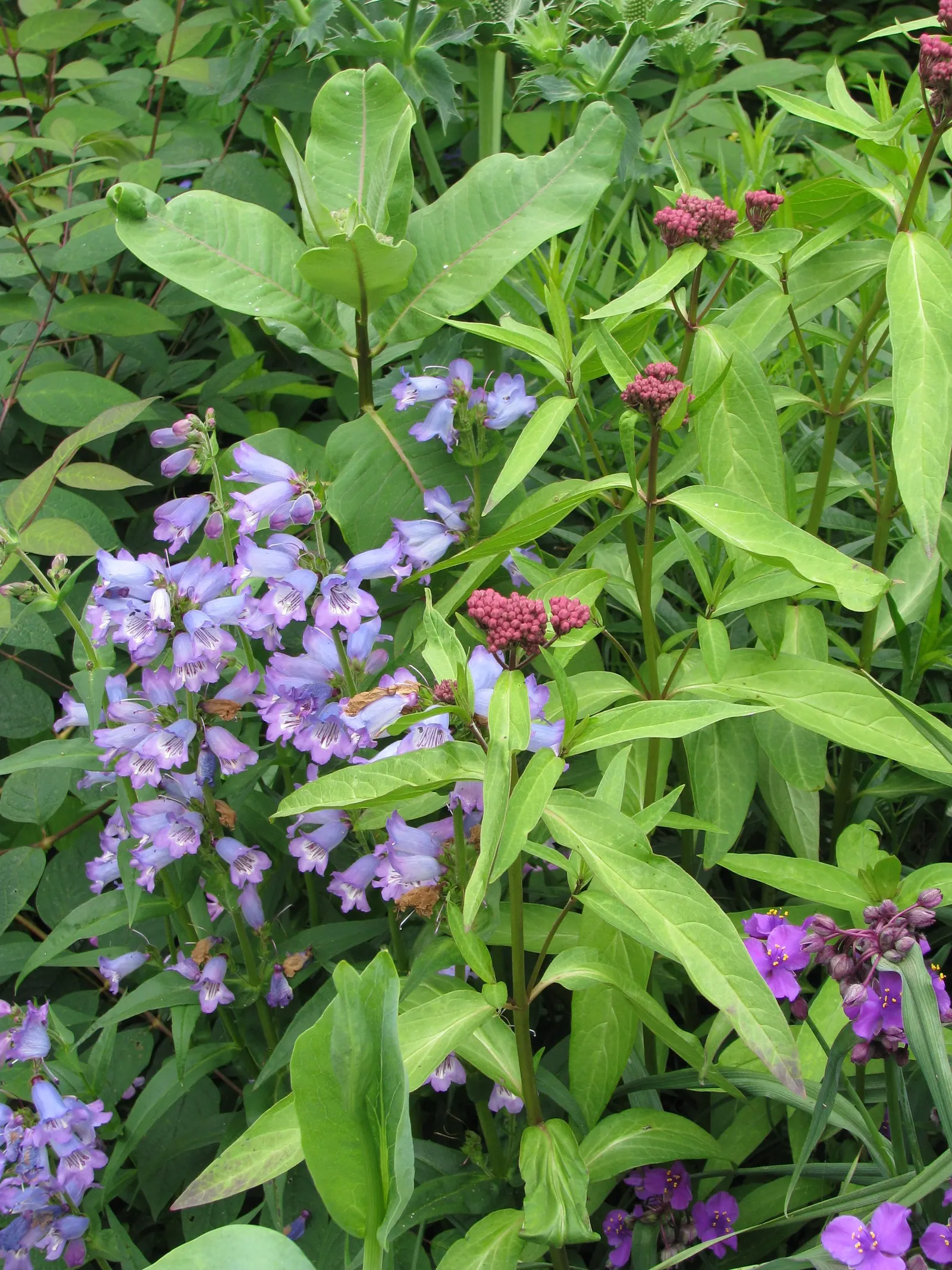 Border Penstemon (Penstemon Hybrids) — with fine-toothed margins