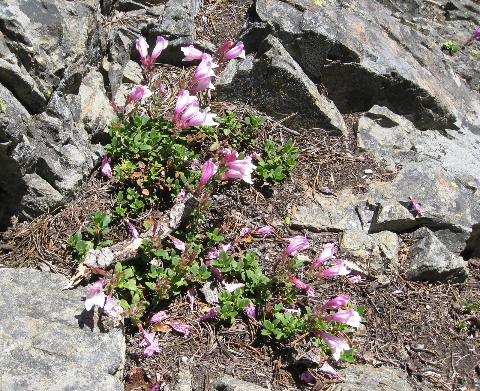 Border Penstemon (Penstemon Hybrids) — Drought-tolerant, these garden gems attract hummingbirds and are excellent choices for borders or rock gardens