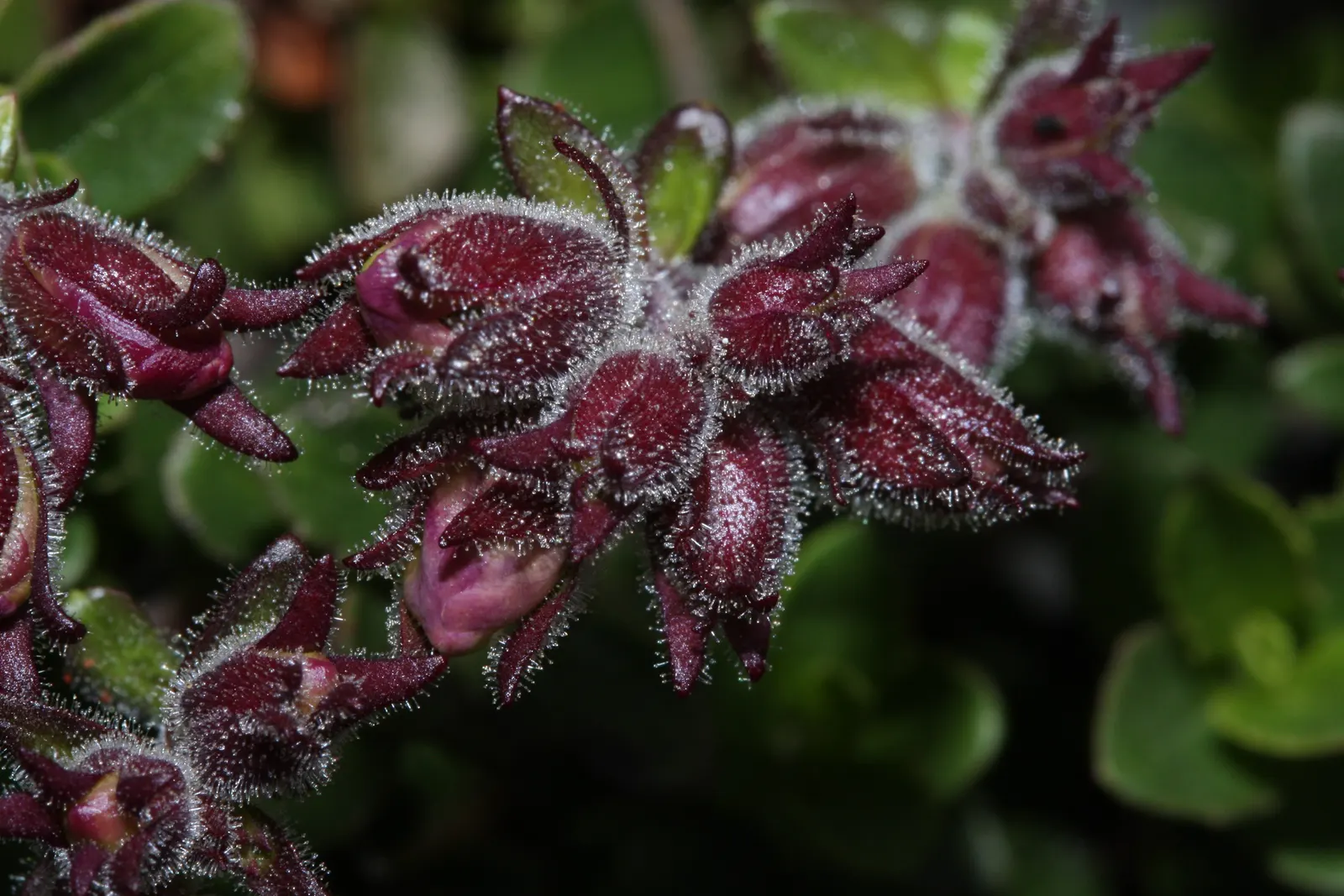 Border Penstemon (Penstemon Hybrids) — these plants are suitable for a wide range of climatic conditions.<br><br>To maximize the display