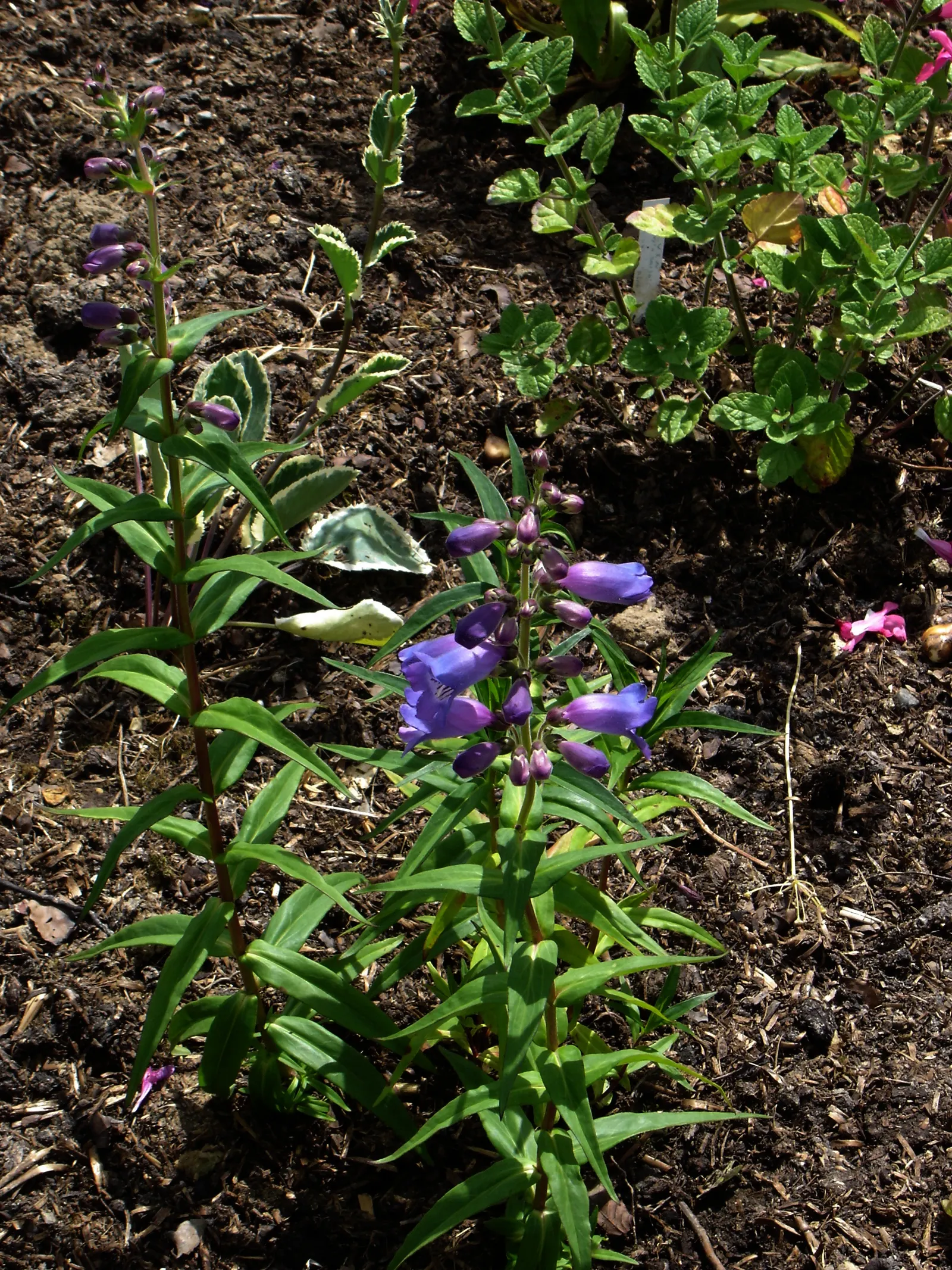 Border Penstemon (Penstemon Hybrids) — It is essential to avoid waterlogged conditions, particularly in winter, to prevent root rot