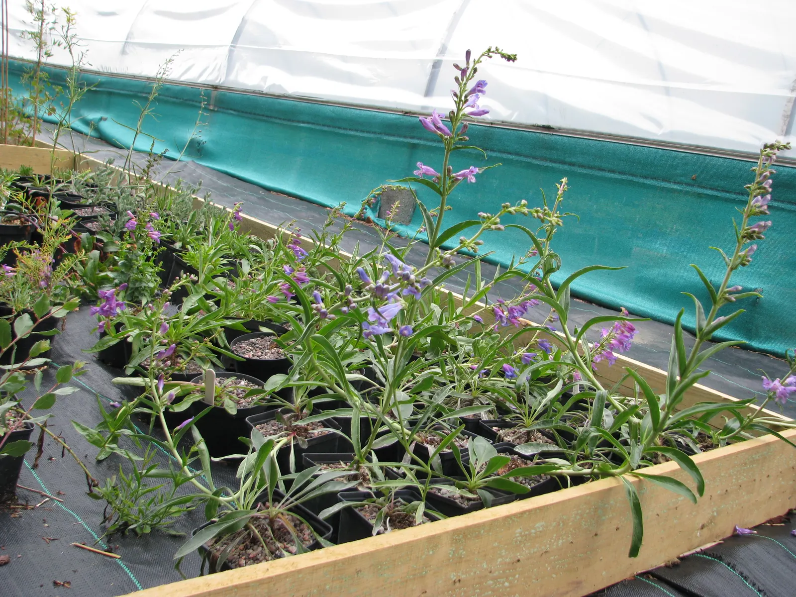 Border Penstemon (Penstemon Hybrids) — providing excellent structural support for the blooms.<br><br>From late spring into early summer