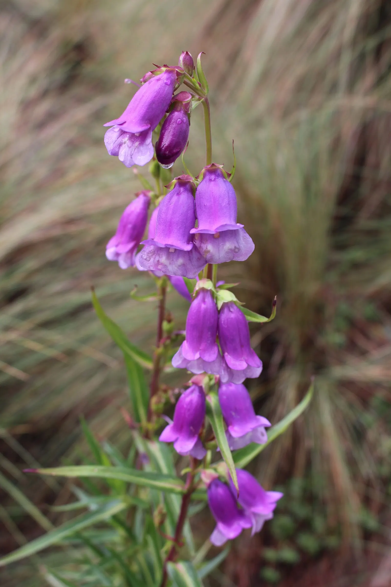 Border Penstemon (Penstemon Hybrids) — Its leaves and stems are sturdy