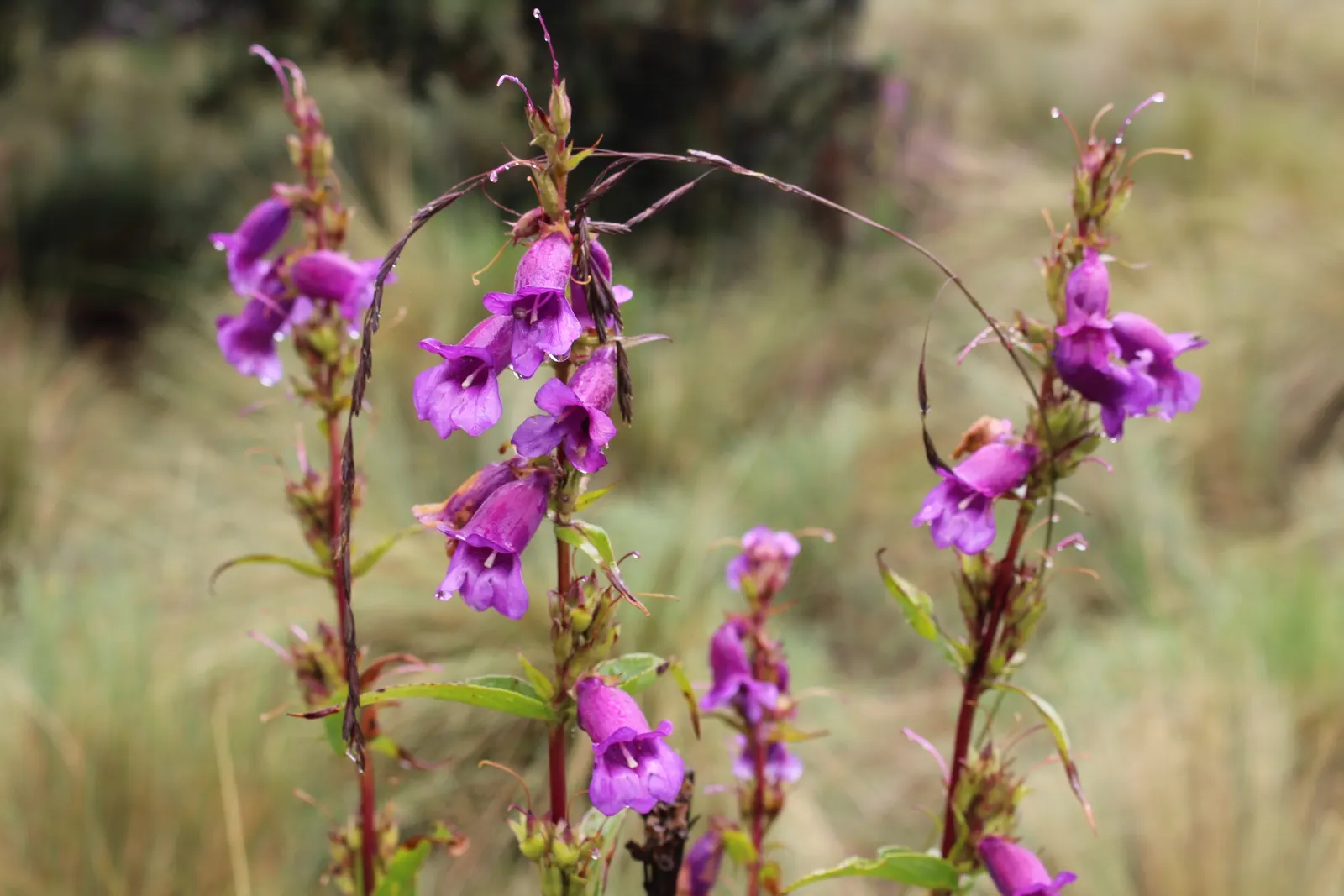 Border Penstemon (Penstemon Hybrids) — and presents in lush green hues that form a dense clump at the plant's base