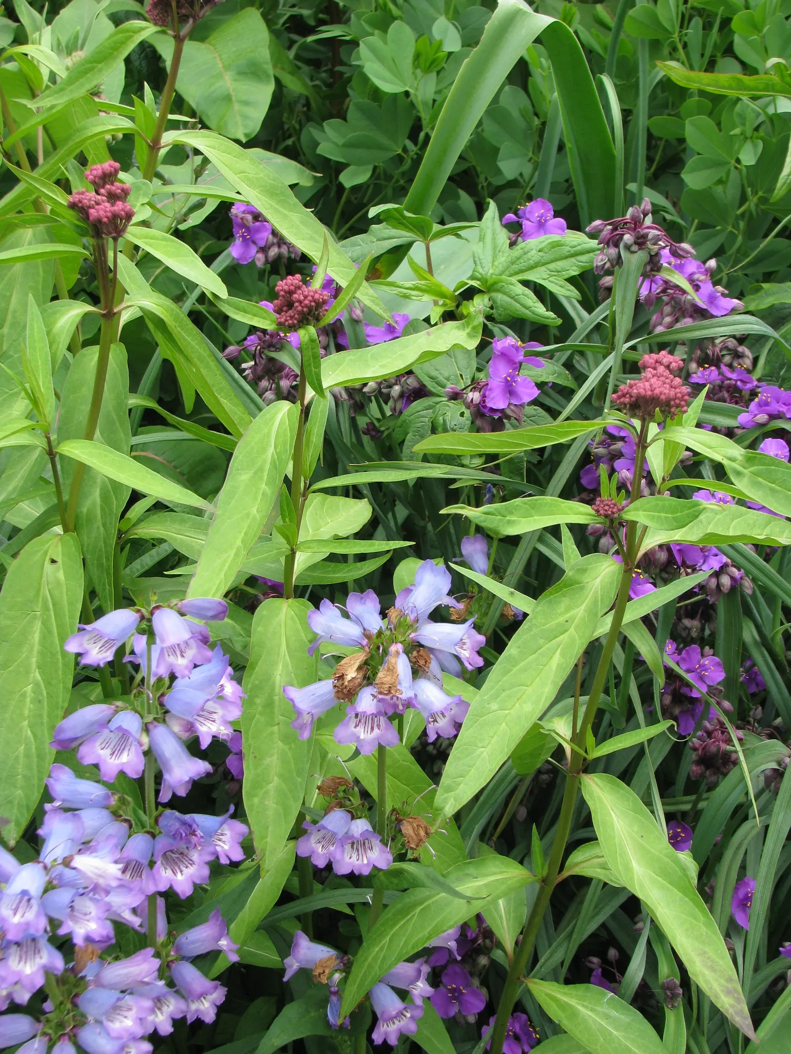 Border Penstemon (Penstemon Hybrids) — belonging to the Penstemon hybrids group
