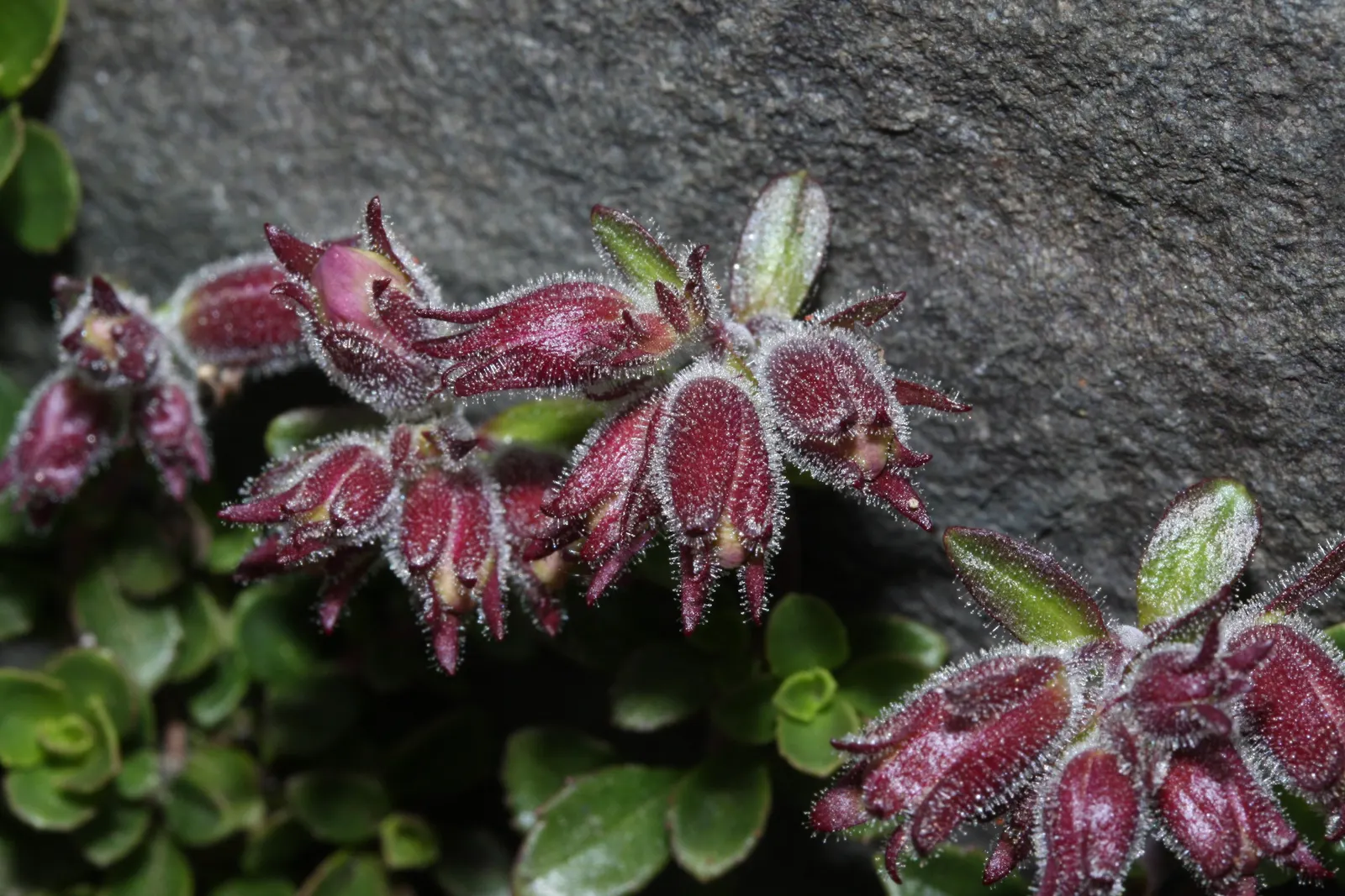 Border Penstemon (Penstemon Hybrids) — With cold hardiness typically between USDA zones 3 through 8