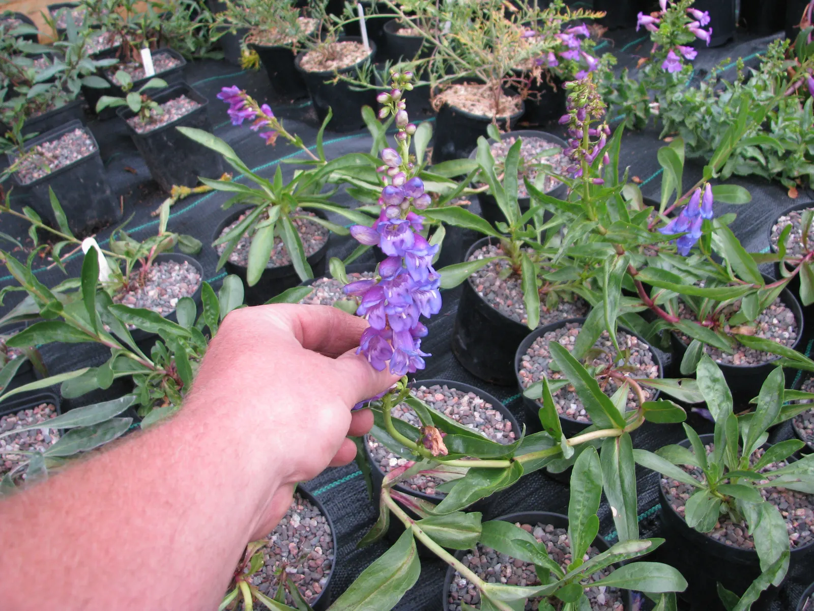Border Penstemon (Penstemon Hybrids) — They thrive in zones 3-9 with full sun to partial shade