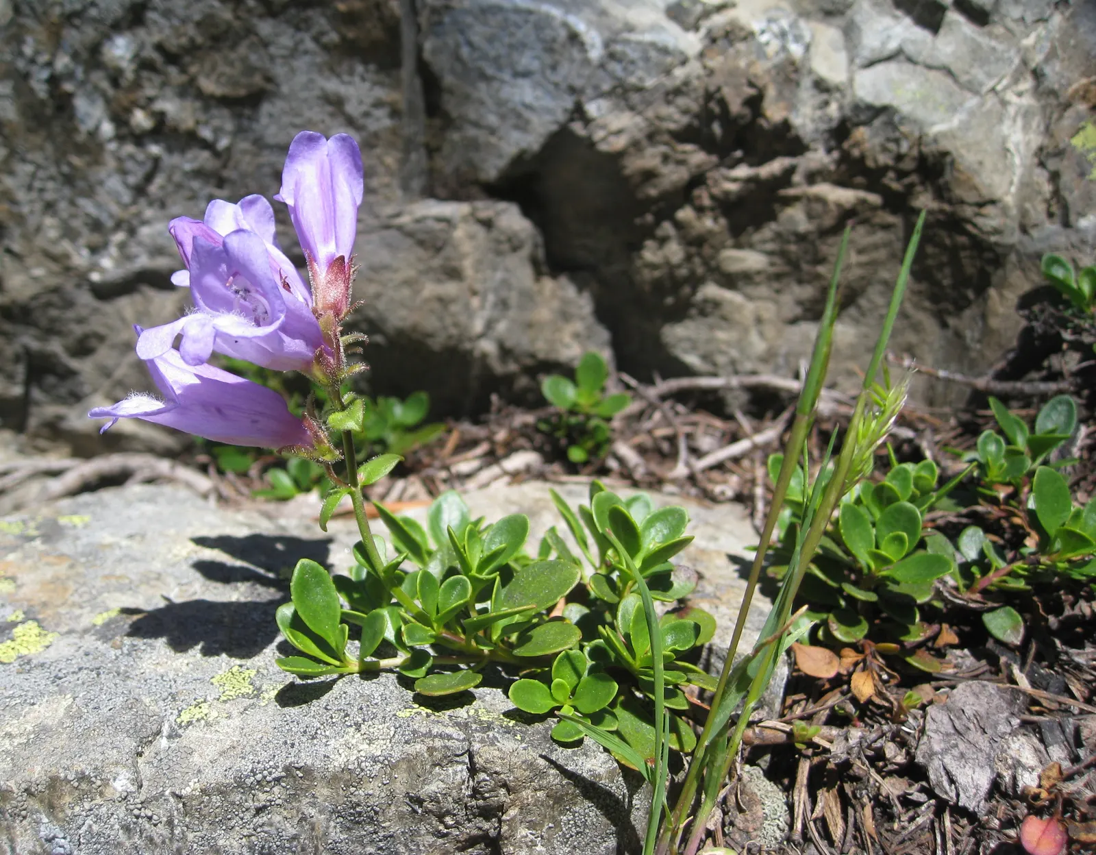 Border Penstemon (Penstemon Hybrids) — and spreading approximately 12 to 24 inches wide