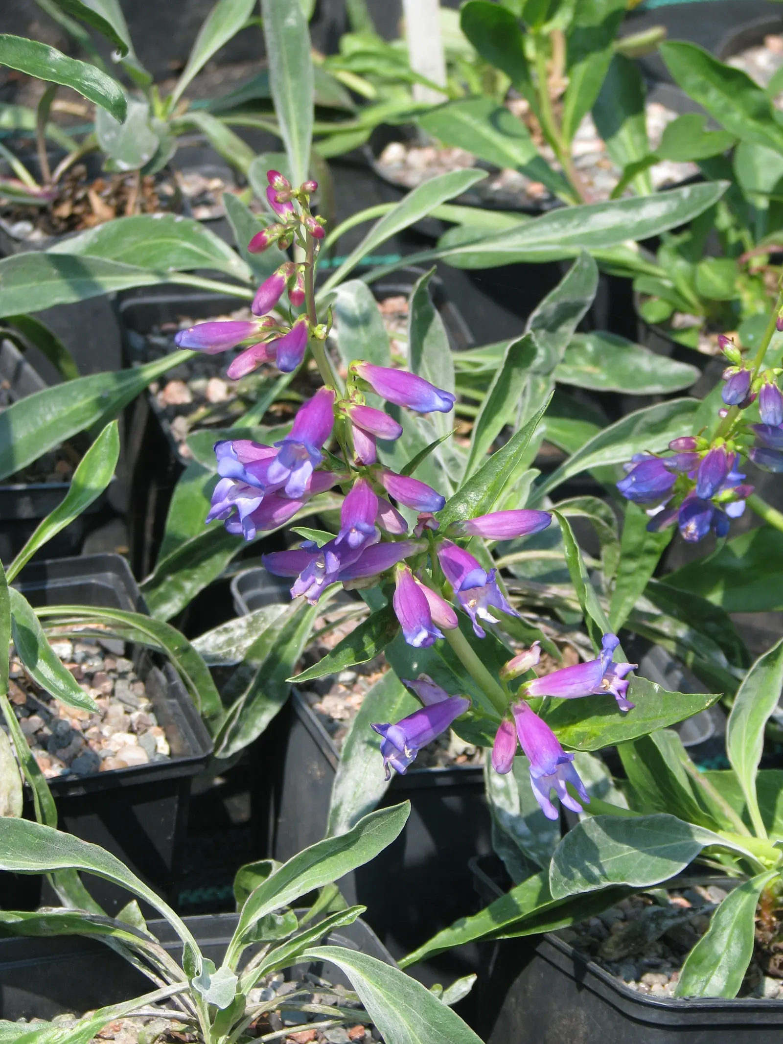 Border Penstemon (Penstemon Hybrids) — is an invaluable addition to any vibrant perennial border