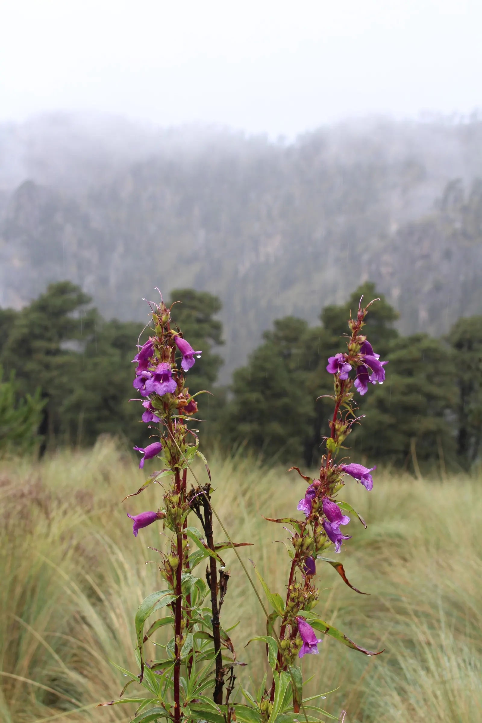 Border Penstemon (Penstemon Hybrids) — is a resilient perennial flaunting tubular blossoms in varied hues such as pink