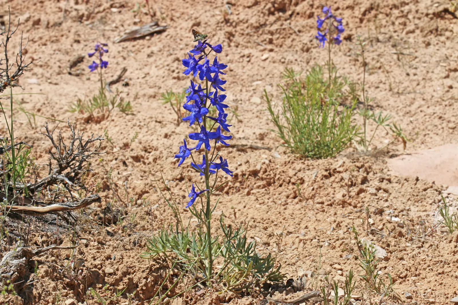 Border Penstemon (Penstemon Hybrids) — with well-draining soil being paramount
