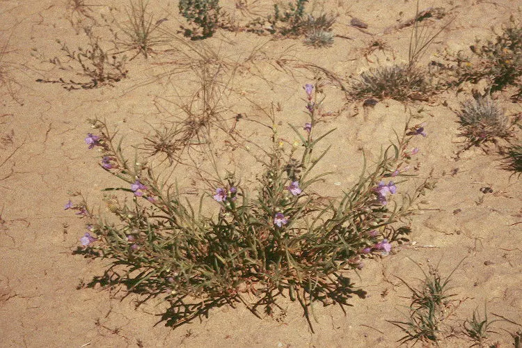 Border Penstemon (Penstemon Hybrids) — the Penstemon hybrids exhibit tubular blossoms that are a magnet for hummingbirds and butterflies