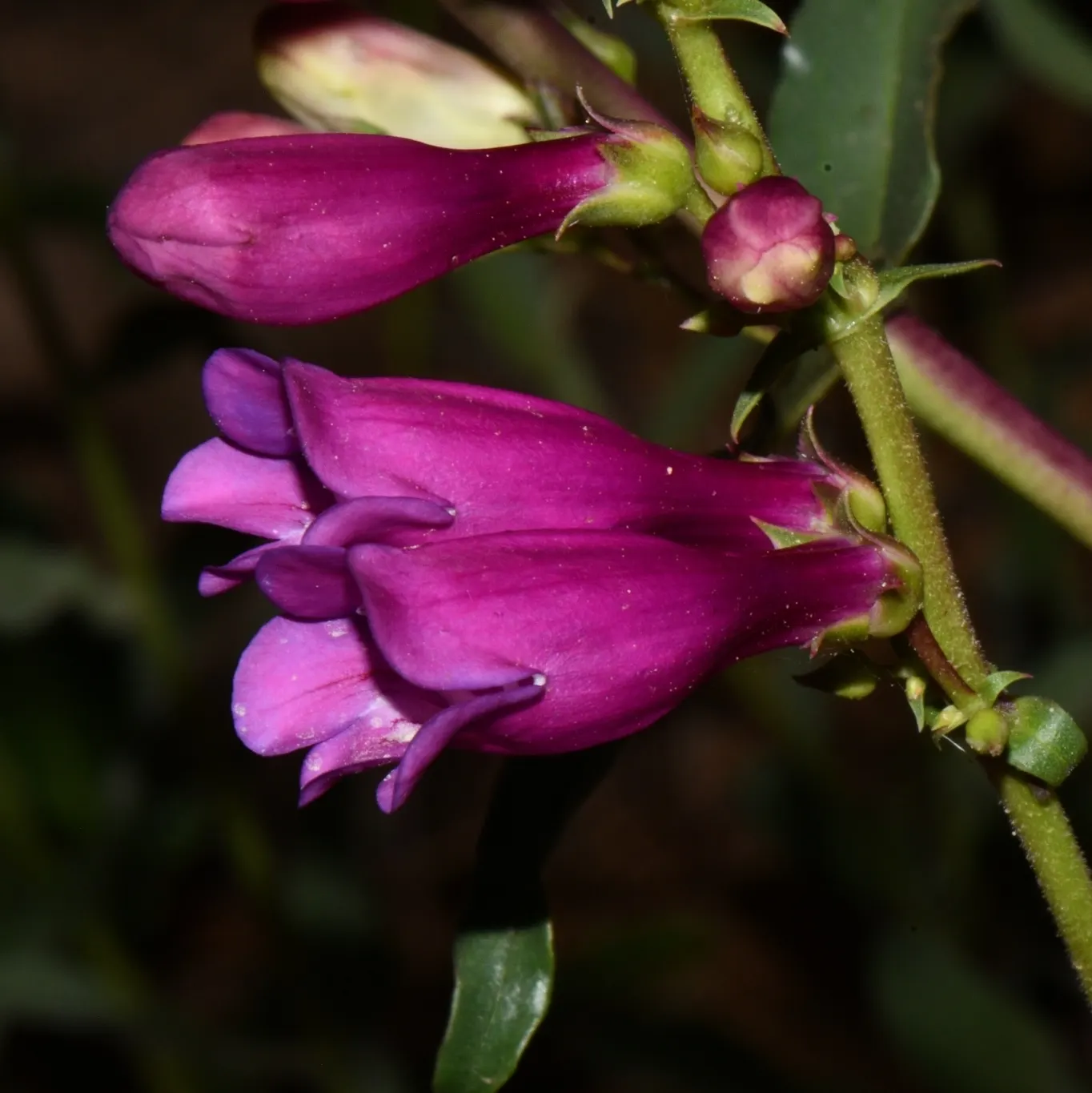 Border Penstemon (Penstemon Hybrids) — The flowers radiate in a palette of colors ranging from bold reds and purples to softer pinks and whites