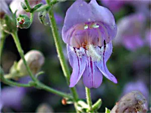 Border Penstemon (Penstemon Hybrids) — Standing proudly with erect stems that can reach heights of 18 to 36 inches