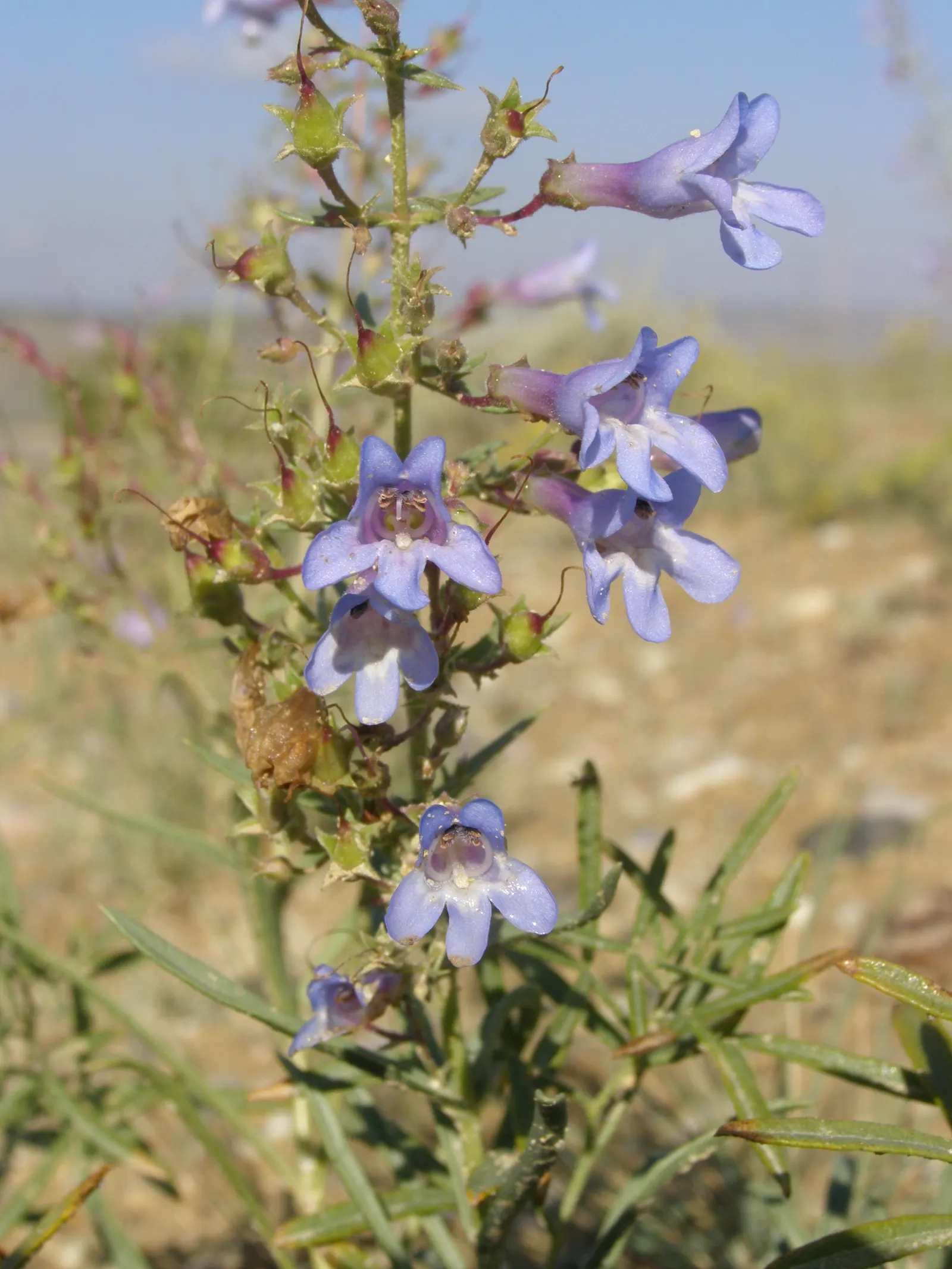Border Penstemon (Penstemon Hybrids) — Their blooming season extends from late spring to early fall