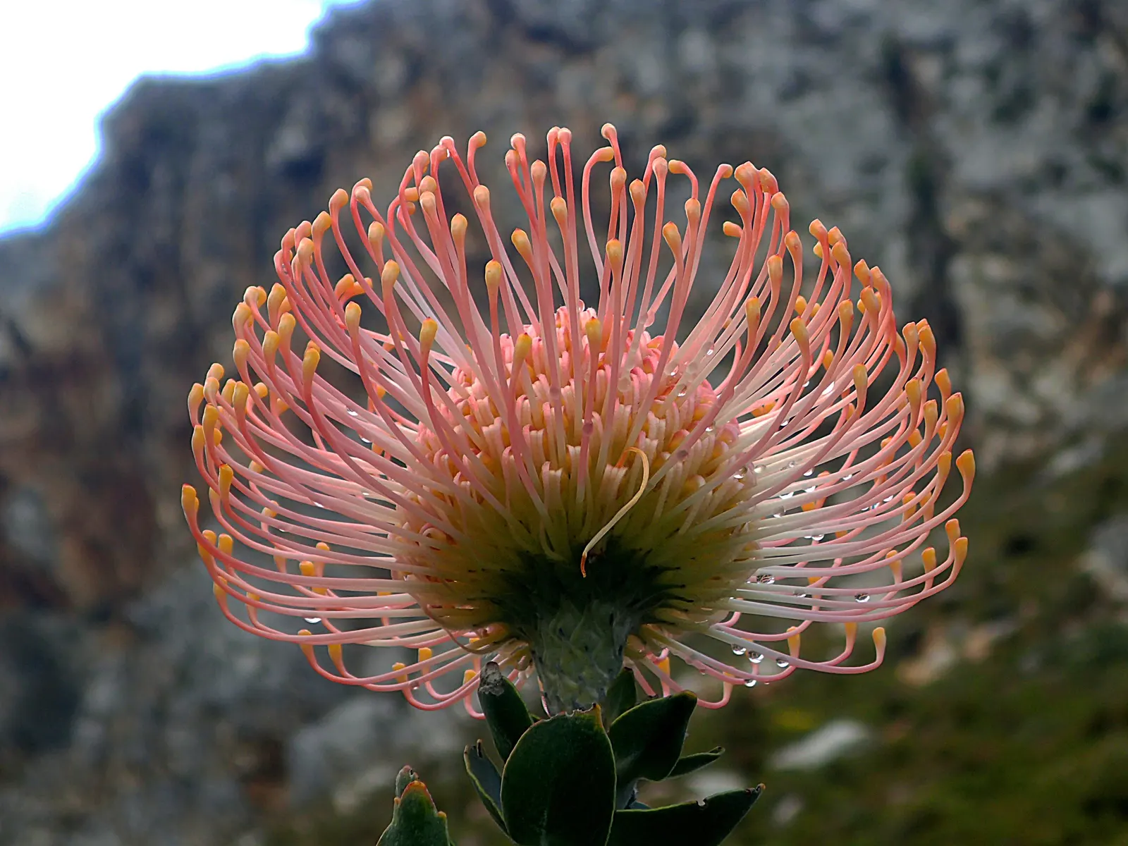 Nodding Pincushion (Leucospermum Cordifolium) — which emerge primarily in the spring and continue blooming sporadically until summer, image 41