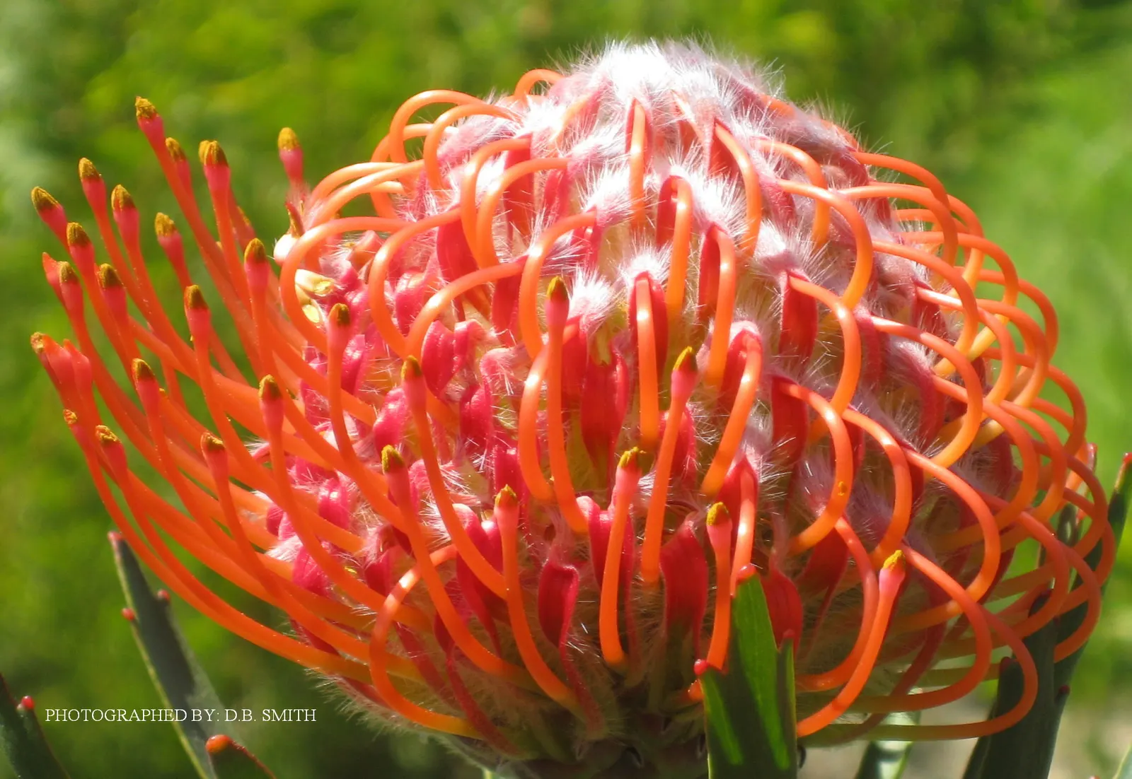 Nodding Pincushion (Leucospermum Cordifolium) — measuring about 2 to 4 inches long; is a striking evergreen shrub cherished for its unique and vibrant