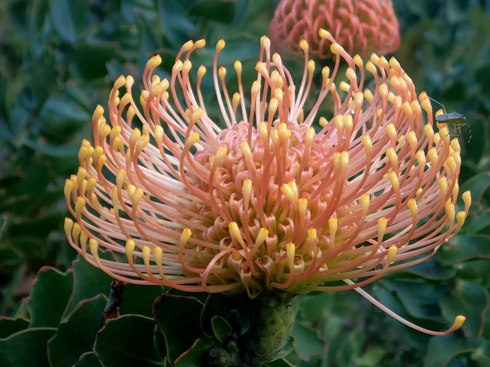 Nodding Pincushion (Leucospermum Cordifolium) — Drought-tolerant and low-maintenance; pink flowers in the garden
