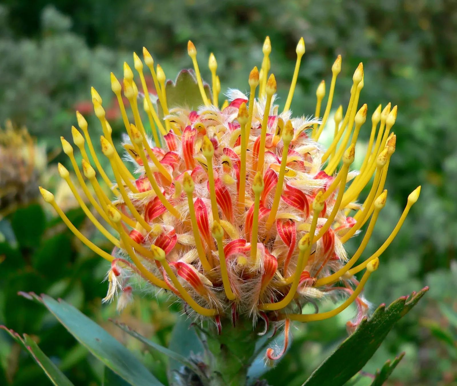 Nodding Pincushion (Leucospermum Cordifolium) — measuring about 2 to 4 inches long; is a striking evergreen shrub cherished for its unique and, image 67