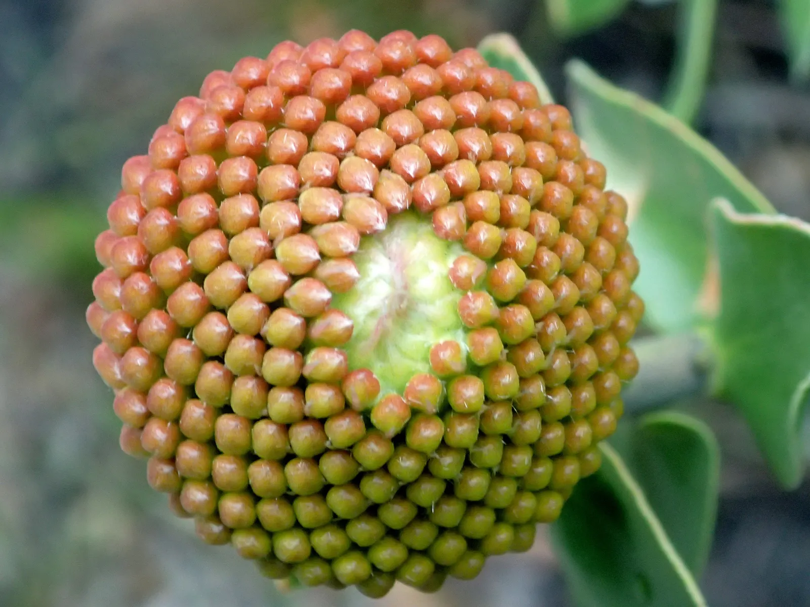 Nodding Pincushion (Leucospermum Cordifolium) — low-phosphorus fertilizer sparingly to encourage healthy growth without damaging the sensitive root, image 49