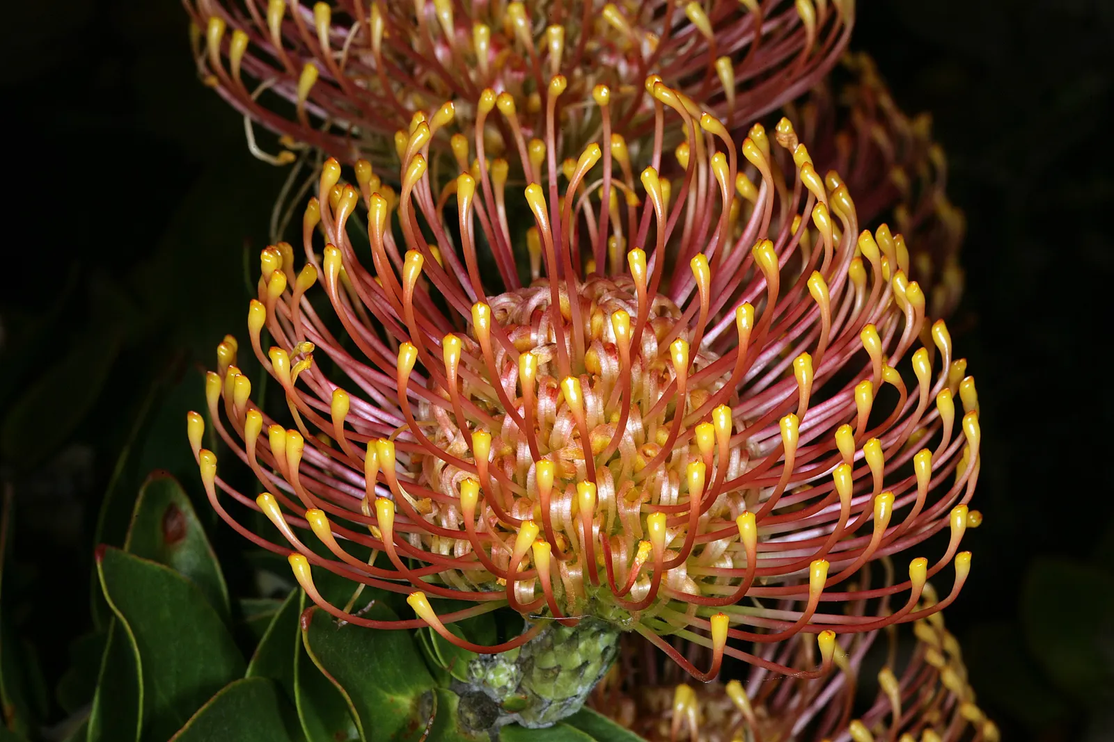Nodding Pincushion (Leucospermum Cordifolium) — Originating from South Africa