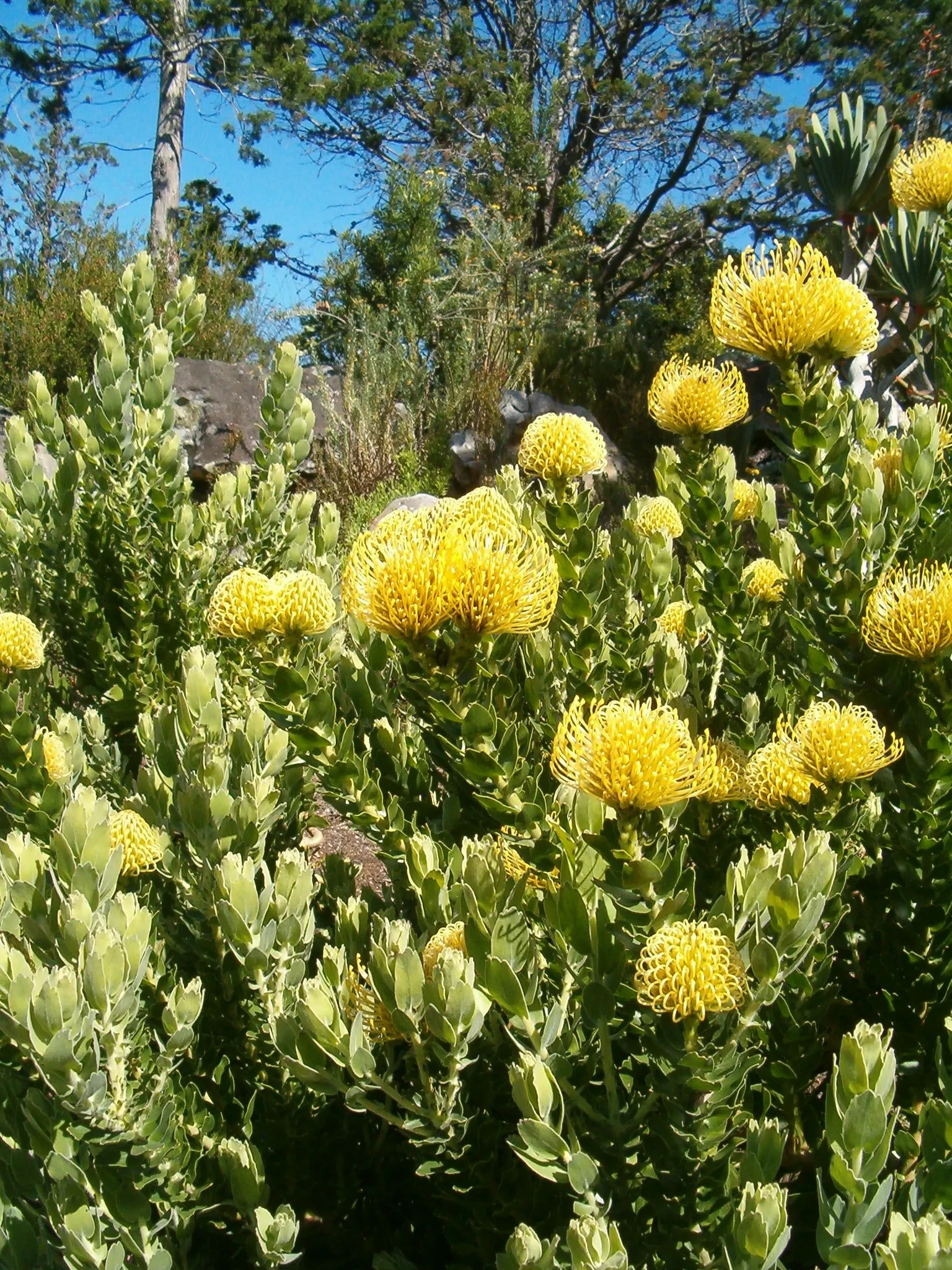 Nodding Pincushion (Leucospermum Cordifolium) — dark green leaves are elliptical