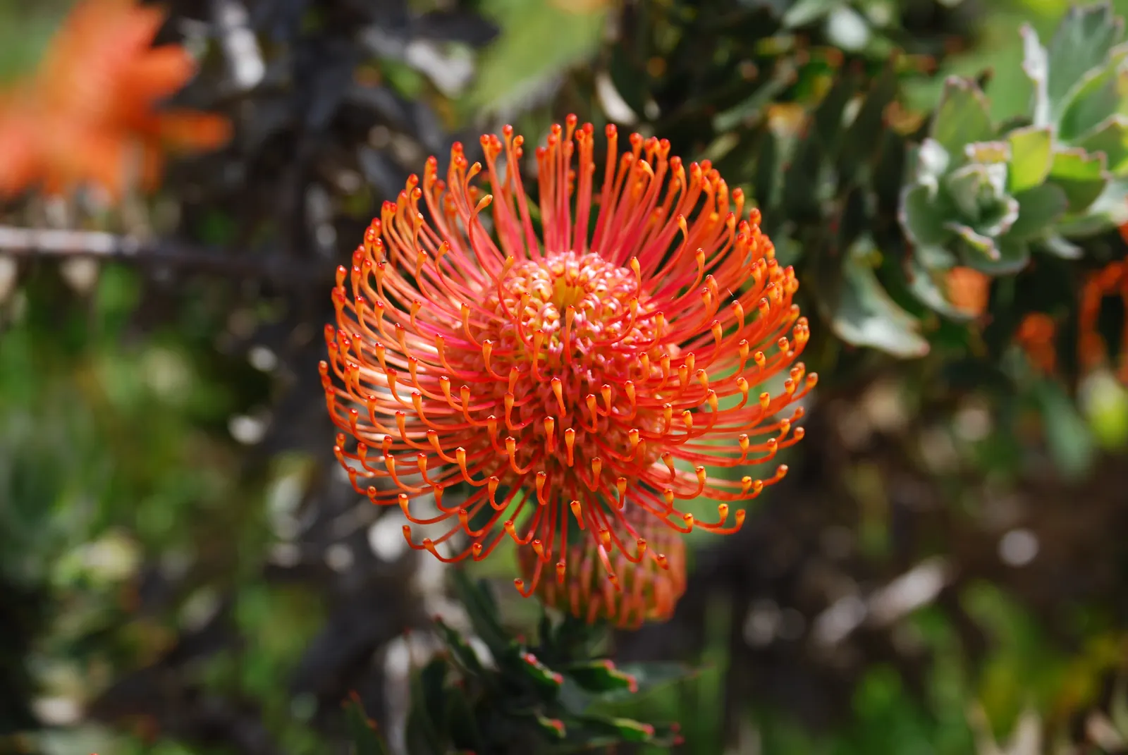 Nodding Pincushion (Leucospermum Cordifolium) — The inflorescences measure around 4 inches across and boast a mass of long