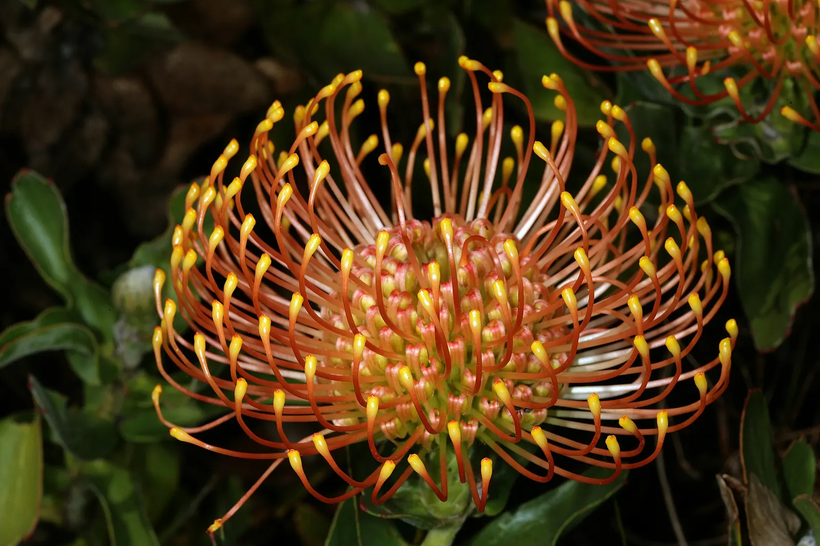 Nodding Pincushion (Leucospermum Cordifolium) — adding ecological value to the garden landscape.<br><br>For optimal growth; the inflorescences measure around 4