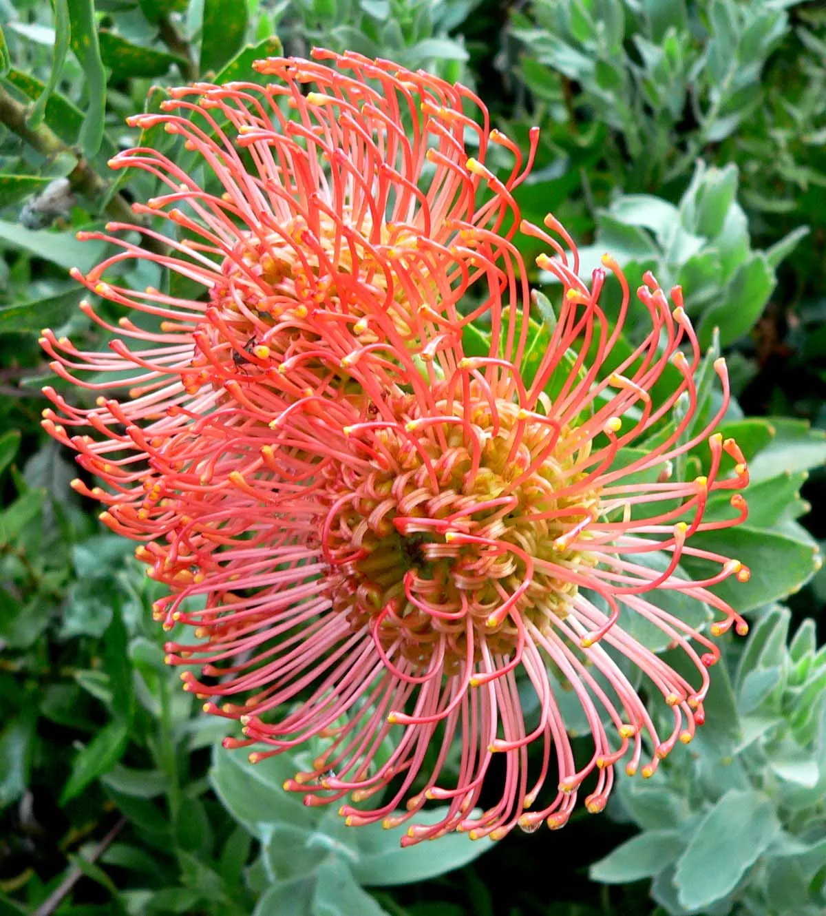 Nodding Pincushion (Leucospermum Cordifolium) — commonly referred to as Nodding Pincushion; dark green leaves are elliptical, image 60