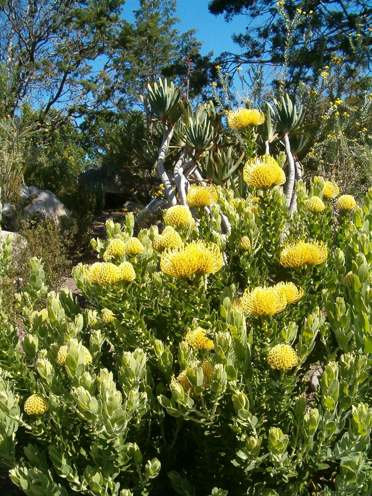 Nodding Pincushion (Leucospermum Cordifolium) — Known for its striking orange-red inflorescences resembling pincushions, it blooms in spring, image 56