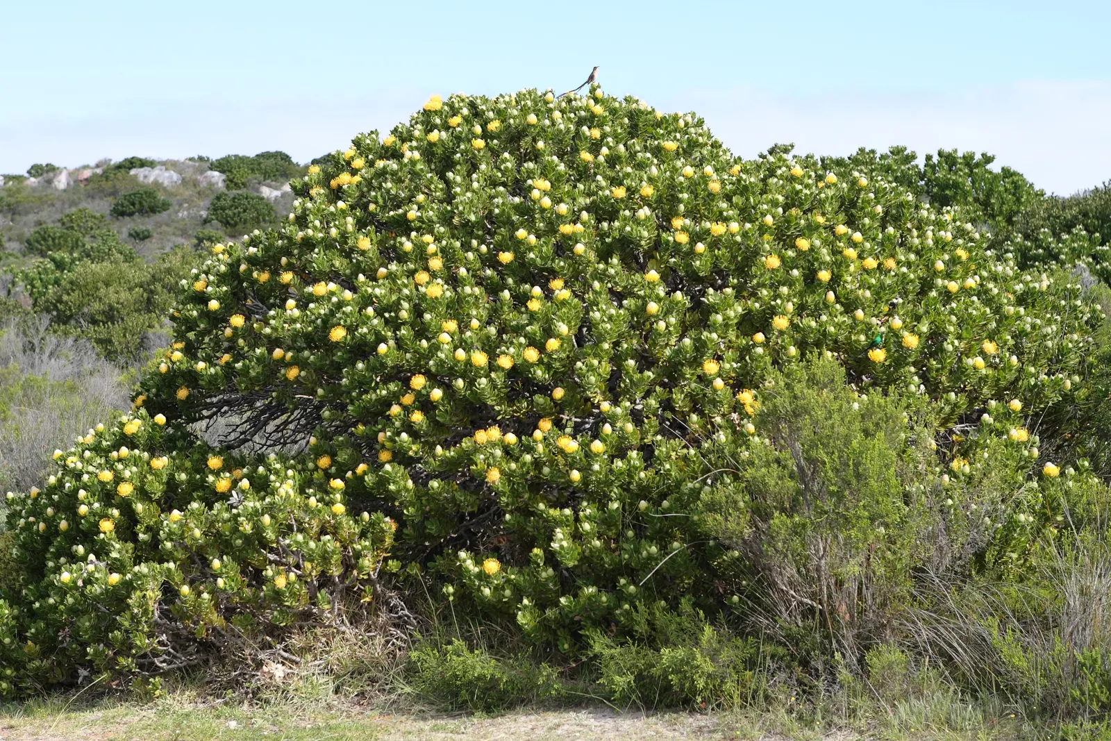 Nodding Pincushion (Leucospermum Cordifolium) — Drought-tolerant and low-maintenance; pink flowers in the garden, image 58