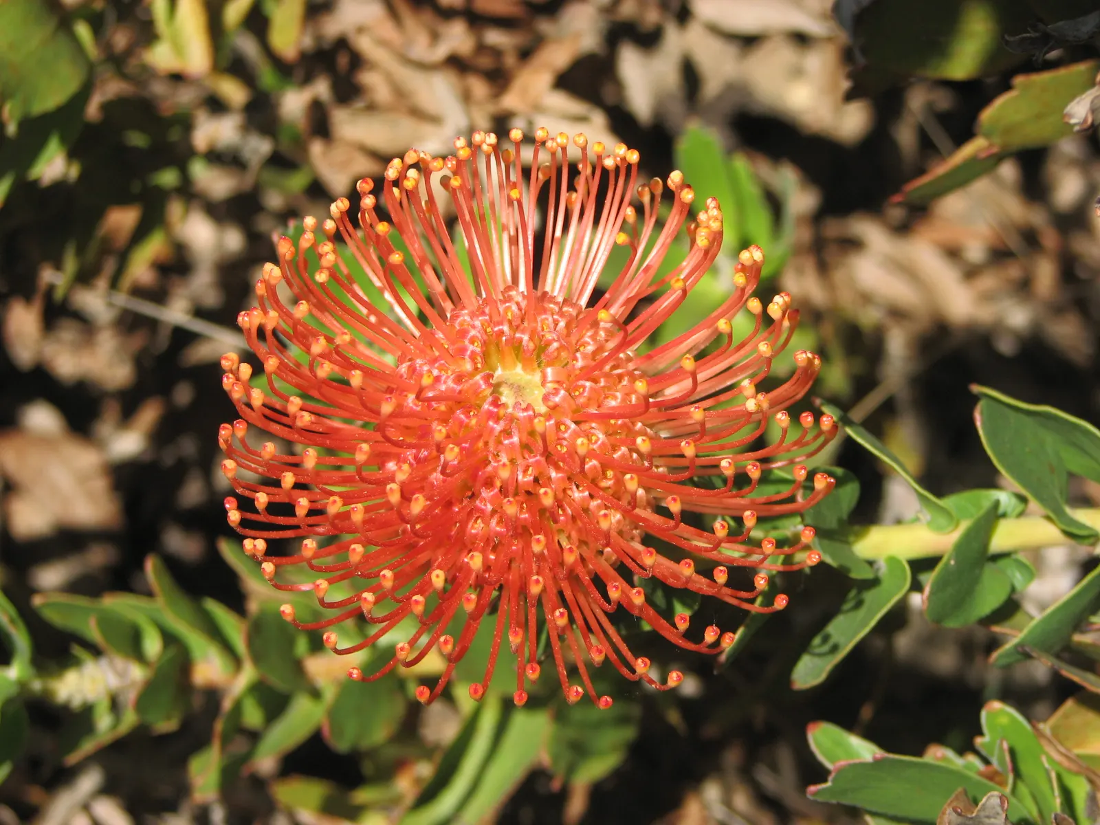 Nodding Pincushion (Leucospermum Cordifolium) — is a striking evergreen shrub cherished for its unique and vibrant inflorescences