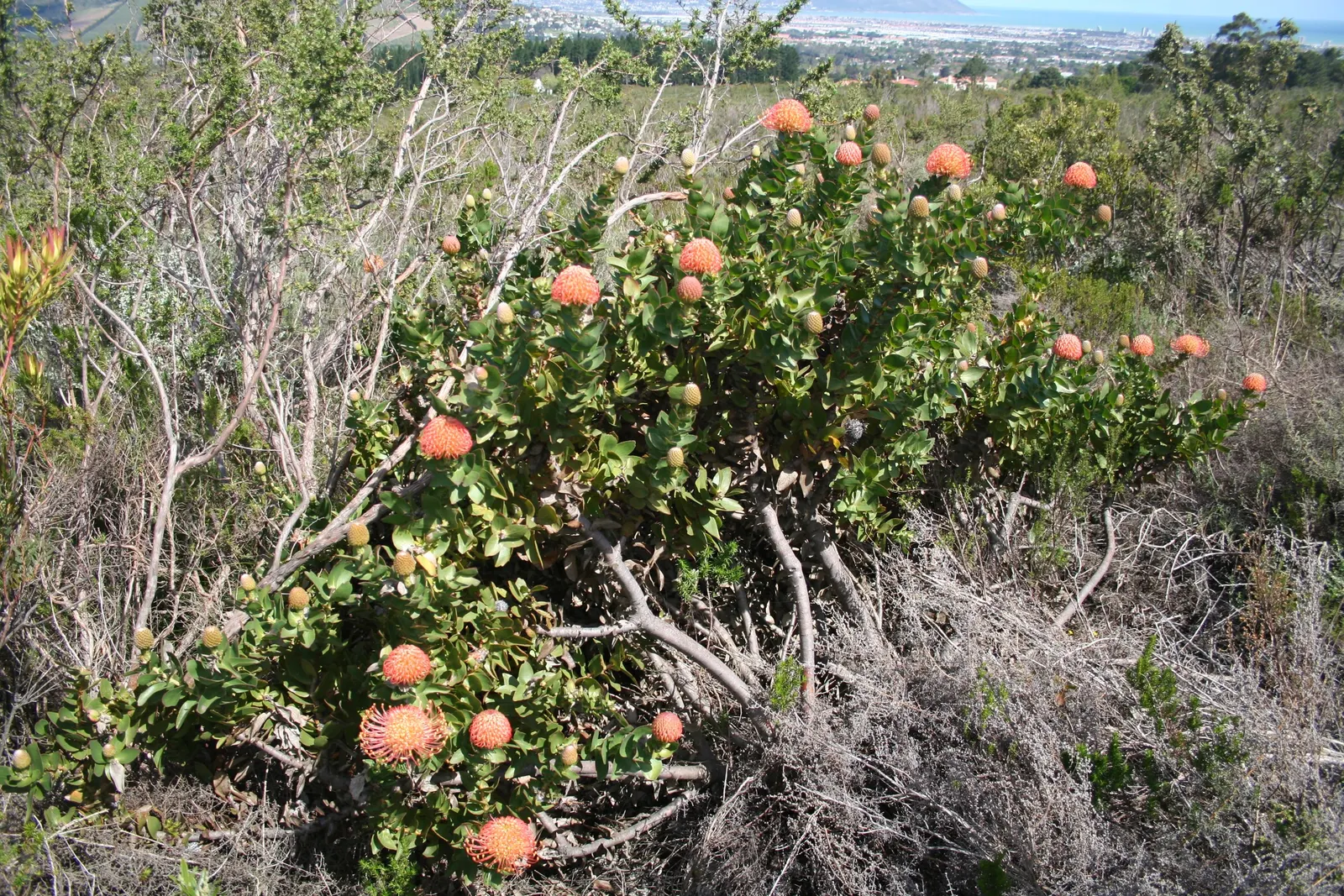 Nodding Pincushion (Leucospermum Cordifolium) — A layer of mulch can be beneficial to conserve moisture and regulate soil temperature