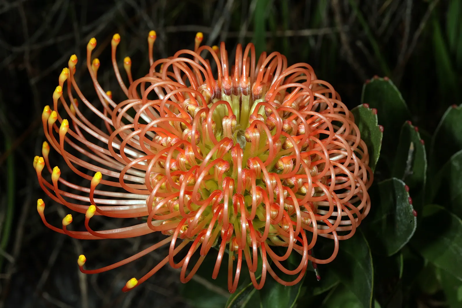 Nodding Pincushion (Leucospermum Cordifolium) — A layer of mulch can be beneficial to conserve moisture and regulate soil temperature, image 50