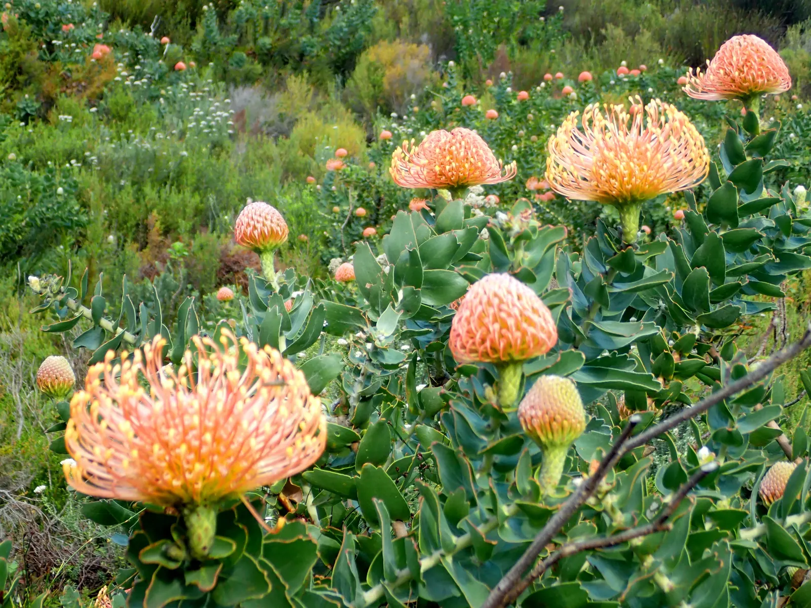 Nodding Pincushion (Leucospermum Cordifolium) — creating a visual resemblance to pincushions