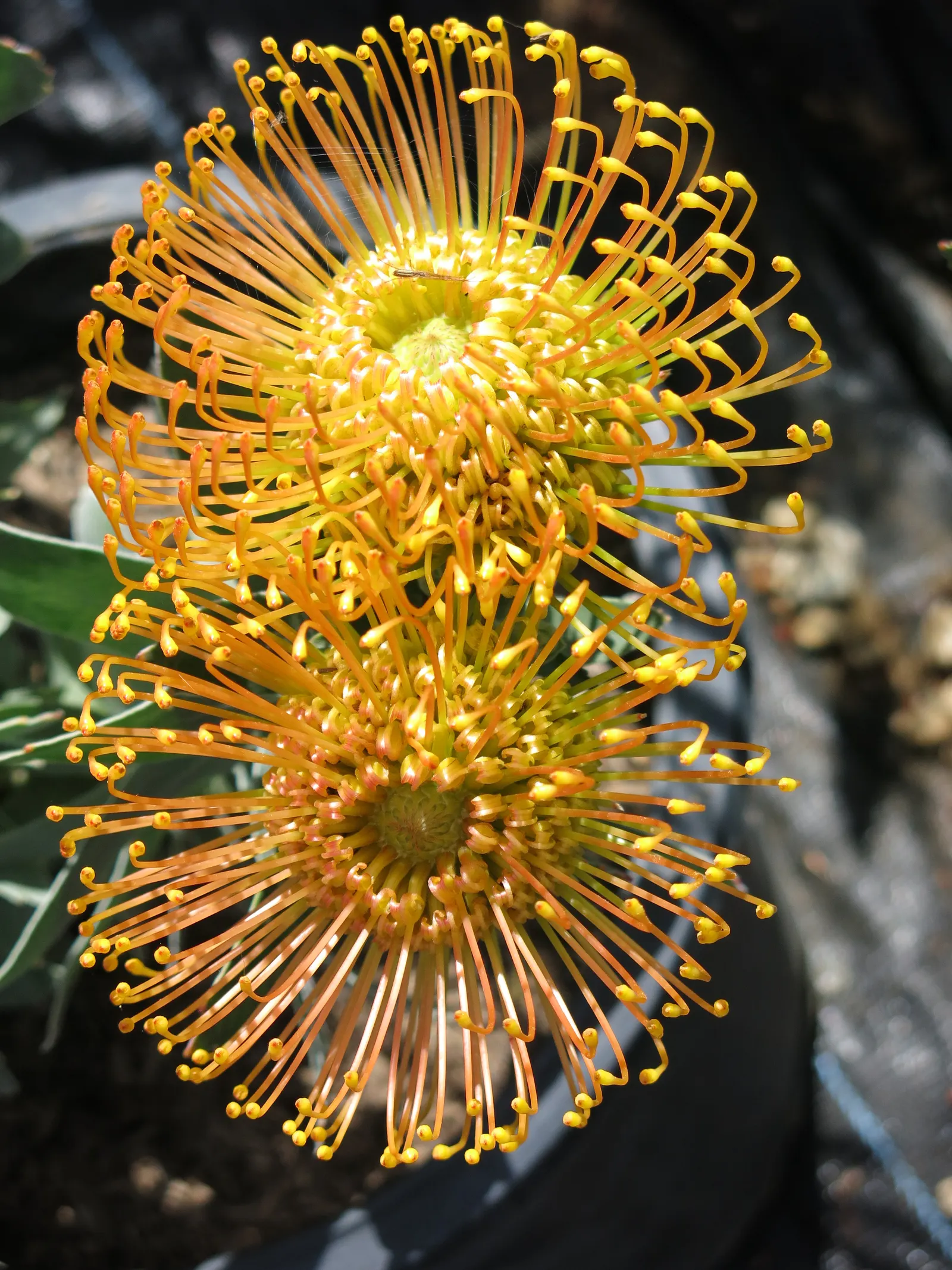 Nodding Pincushion (Leucospermum Cordifolium) — preferring full sun exposure to flourish.<br><br>Characterized by an upright; measuring about 2 to 4 inches long