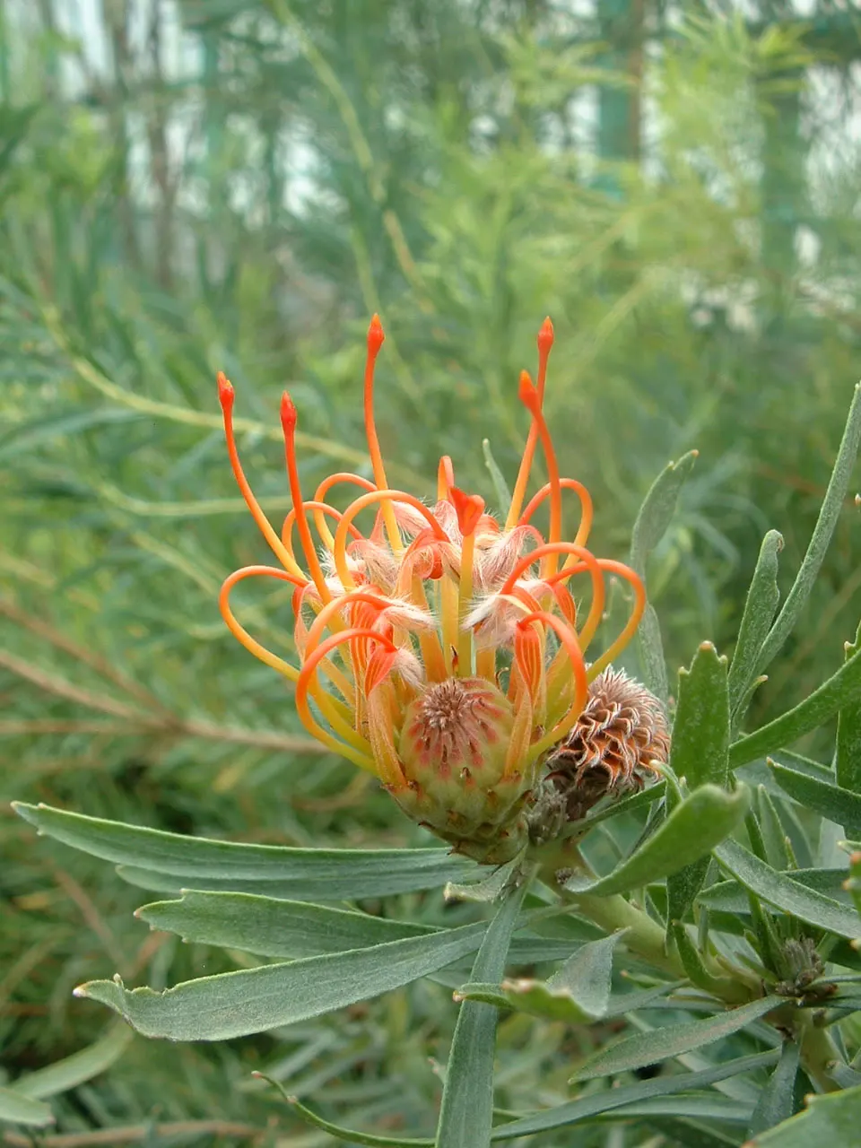Nodding Pincushion (Leucospermum Cordifolium) — this plant adds vibrant texture and color to Mediterranean or xeriscape gardens, image 32
