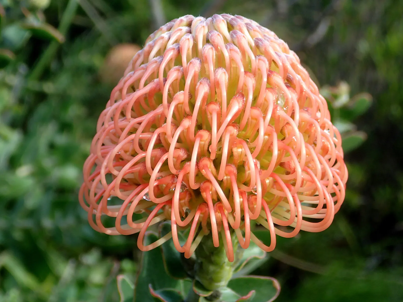 Nodding Pincushion (Leucospermum Cordifolium) — as the plant is drought-tolerant and sensitive to overwatering