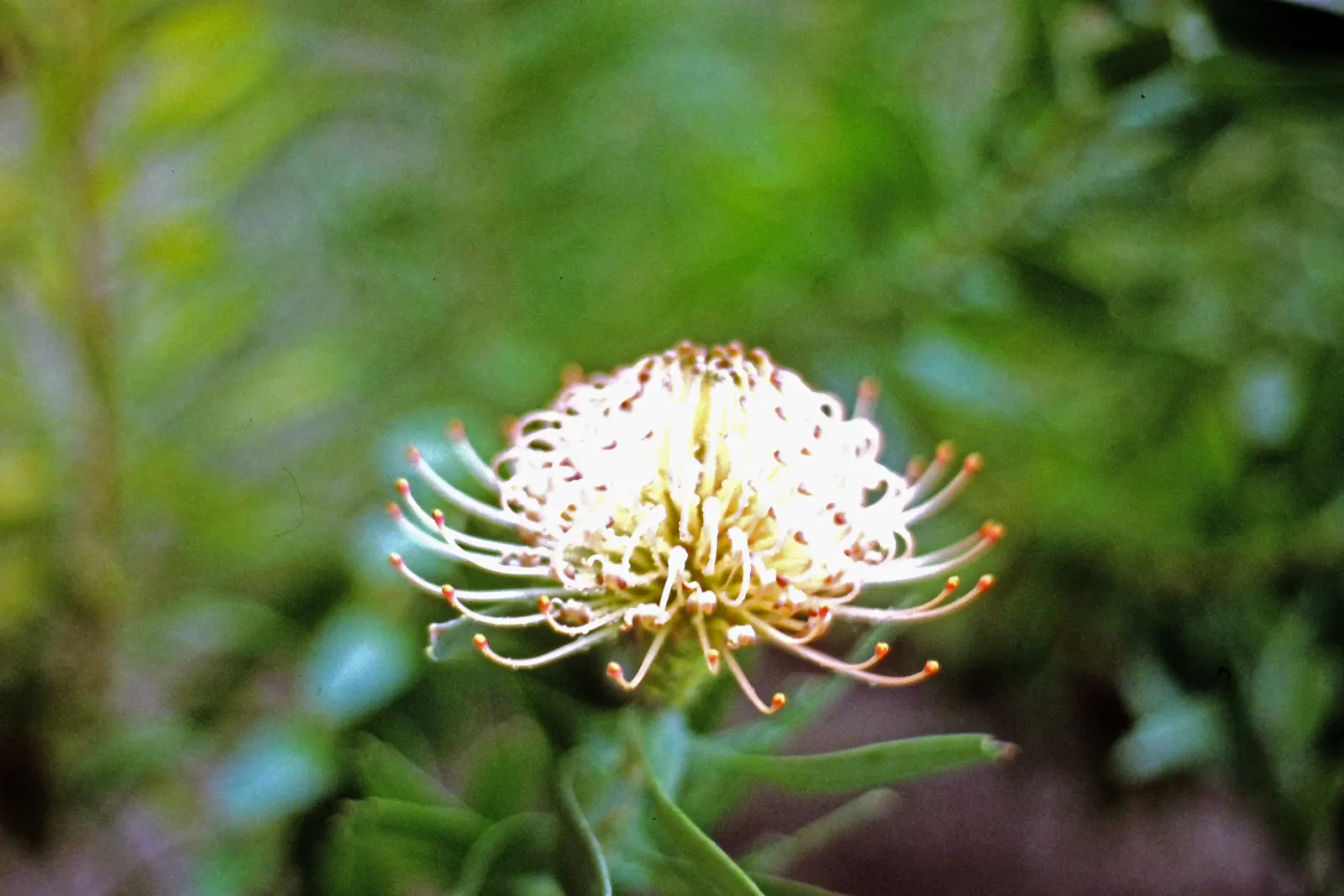 Nodding Pincushion (Leucospermum Cordifolium) — this plant adds vibrant texture and color to Mediterranean or xeriscape gardens